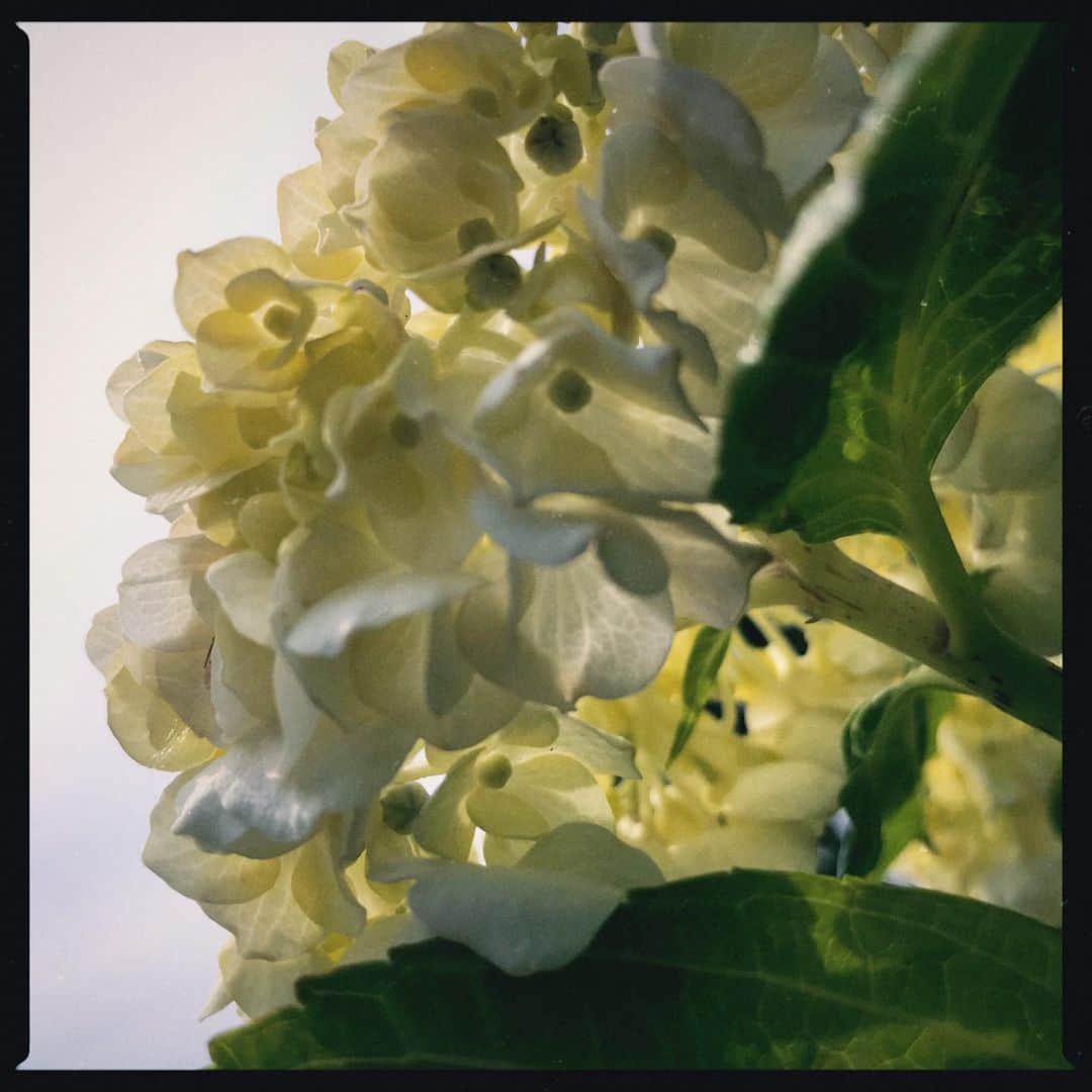 本多哲郎さんのインスタグラム写真 - (本多哲郎Instagram)「#花」6月5日 17時42分 - hane_tetsu