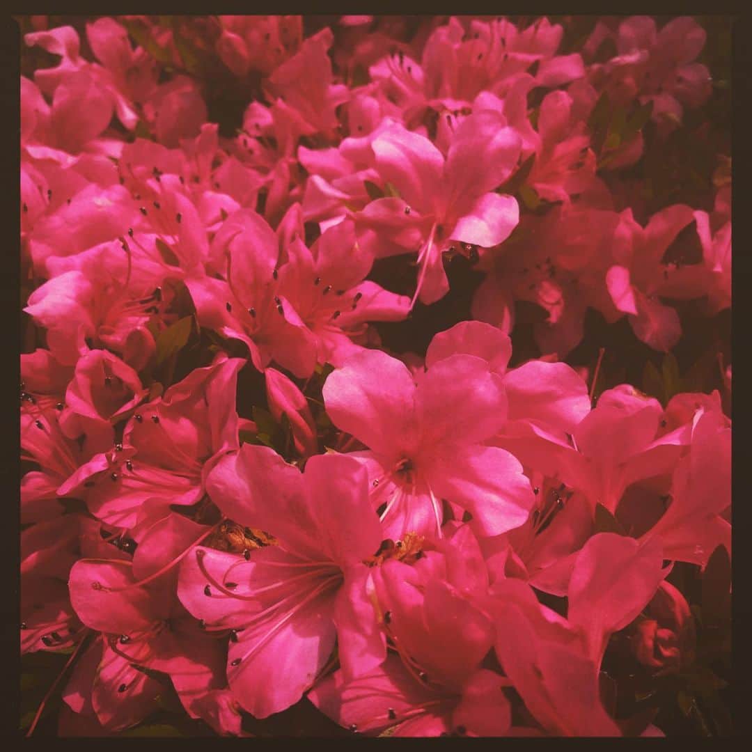 本多哲郎さんのインスタグラム写真 - (本多哲郎Instagram)「#花」6月5日 17時36分 - hane_tetsu