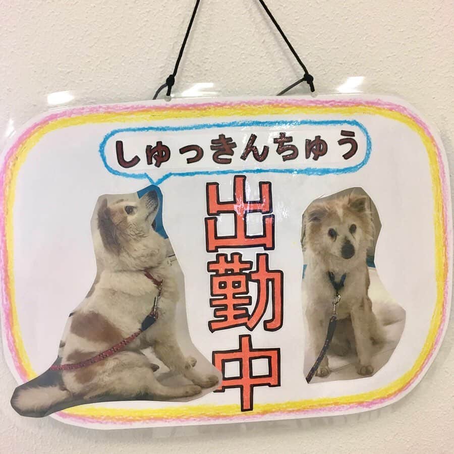 平成医療福祉グループさんのインスタグラム写真 - (平成医療福祉グループInstagram)「今週から毎週金曜は期間限定企画！ グループ施設で暮らすワンちゃんたちを紹介します🐶 --- 期間限定企画 「HMW イヌスタグラム🐕」 第1回【「りりー&ぽぽ」ヴィラ光陽（兵庫県神戸市）】 --- 2月に施設にやってきたばかりの、母犬「りりー」と娘の「ぽぽ」🐶 ここに来る以前は2匹とも保護犬でした。 今ではこの施設で元気に暮らし、利用者さんたちもそんな姿に癒されているそうです🏠☺️ - 朝・昼・夕方と、事務長や事務スタッフとの散歩が日課👟 脚が弱りがちだったりりーは、少しお尻周りの筋肉がついたそうです💪 「辛い思いをした親子なので、これからあの人生は少しでも幸せに過ごしてほしい」と、スタッフや利用者のみなさんに見守られています✨ --- ※飼育については犬の健康に十分配慮するとともに、生活スペースを区切るなど利用者さんの安全面や衛生面にも注意しながら、アレルギーや動物が苦手な方にも配慮して取り組んでいます。 --- #平成医療福祉グループ #HMW #イヌスタグラム #絶対に見捨てない #医療 #福祉 #リハビリテーション #リハビリ #ヴィラ光陽 #兵庫県 #神戸市 #長田区 #介護老人保健施設 #老健 #デイケア #通所リハビリテーション #ショートステイ #レクリエーション #レク #介護 #介護施設 #介護の仕事 #神戸平成病院 #保護犬 #癒し犬 #親子犬 #犬との暮らし #老犬との暮らし #施設のアイドル #元気に過ごしてね🐕」6月5日 17時59分 - hmw_group