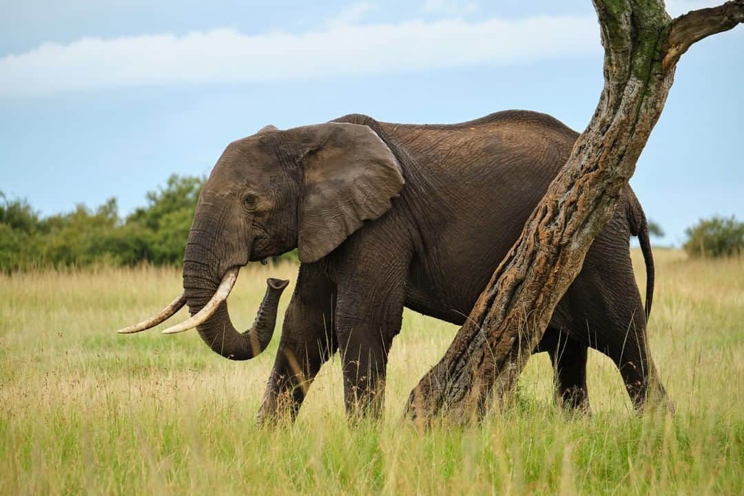 Fujifilm UKさんのインスタグラム写真 - (Fujifilm UKInstagram)「"One of the many Elephants roaming the Lemek, Ol Choro and Enonkishu Conservancies. I often look to photograph behaviour and here we can see the amazing dexterity of the trunk picking up grass to feed.  Sometimes Elephants can come so close to us and when they do, I look to photograph them as close in as I can. They have such incredible details and textures in their skin. I also took an opportunity to zoom in closer to include a bit more of the tree detail." - X-Photographer @alanhewittphoto  FUJIFILM X-T4 | XF100-400mmF4.5-5.6 R LM OIS WR | F5 | ISO 1250 | 1/250 sec  #Fujifilm #XSeries #XT4 #FUJIFILMXT4」6月5日 18時15分 - fujifilmuk