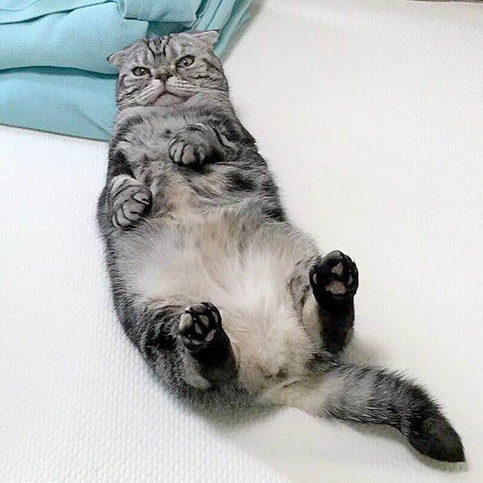 Shishi-maruのインスタグラム：「🐱ねこのきもちWEBMAGAZINE にて、猫エッセイが更新されました。今回は来客時のへそ天ししまるのお話です。アプリ版もありますので是非。 お楽しみください。 【渋ネコししまるさん】#50 ｜ねこのきもちWEB MAGAZINE  https://cat.benesse.ne.jp/lovecat/content/?id=70073 🐱My essay about Shishi-maru is serialized in a weekly magazine:) ーーーーーーーーーーーーー 🌺「渋ネコ ししまるさん」ねこのきもちWEB MAGAZINE にて毎週金曜日エッセイの連載中 ーーーーーーーーーーー 📕「ぷっちねこ。」「3匹のちいさな猫を召喚できたなら」「ちいさな猫を召喚できたなら」徳間書店より単行本発売中 ーーーーーーーーーーー ⭐︎ねこ漫画→@tacos_cat 🌺Twitter →@taco_emonemon ーーーーーーーーーーー」
