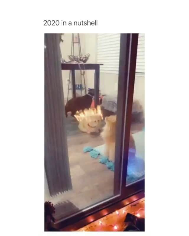 Funny Postsのインスタグラム：「••••••••••• 😂 The reflection is placed so perfectly 💬 Video by: @beccabenge 🎥 Double tap for more videos!」