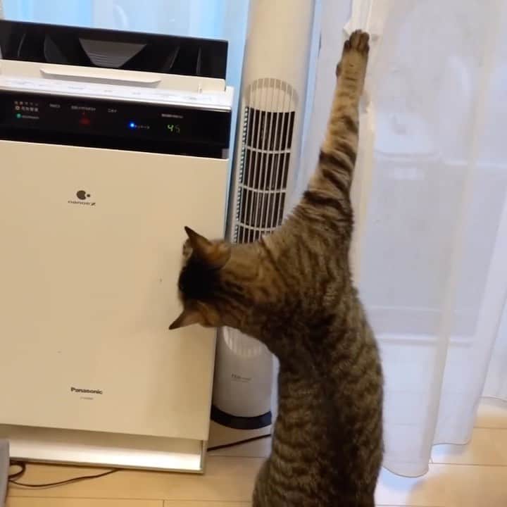 ブラザー4チャンネルのインスタグラム：「今日のママblog動画のひと場面♡  ハル🐱カーテンに爪が引っかかってからのスーッ(ꏿ᷄౪ ꏿ᷄ ̨ )͞˭̳̳̳˭̳̳̳ˍ̿̿ˍ̿ˌ˳ˏ̇⋅∴༣ 猫ちゃんの居るご家庭ではよくある光景なんだと思います。笑 おかげでカーテンはボロボロです٩(ˊᗜˋ*)و  #猫の爪 #引っかかる #保護猫 #保護猫出身 #カーテン #brother4 #ブラザー4 #ママblog #猫のいる暮らし #猫好き #猫好きさんと繋がりたい」