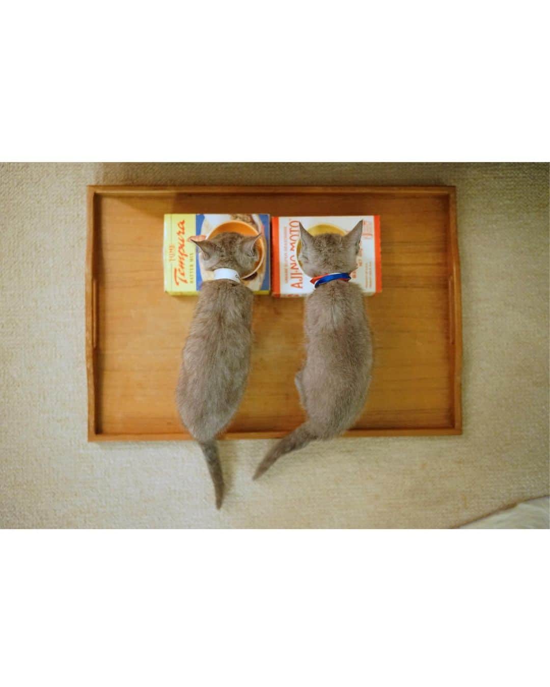 fukishaljのインスタグラム：「Yum yum time 😋!! ・ ・  子猫の預かりボランティアをして 1にちめの学んだこと📝 ✔︎毎日できることが増える 昨日は登れなかったソファに 登れるようになったり 毎日、毎日できることが増えるの。  私も毎日できることを 増やそうとおもって 365日毎日増やしたら ちいさなことでも 365個できることや知識が増えるのって すてきだなって☺️ きょうは歴史をまたひとつ学びました🖋  気づきをありがとう😝　#自分メモ📝  #保護猫里親募集中　→ @dogrescue_anella #レモンの預かりボランティア日記」