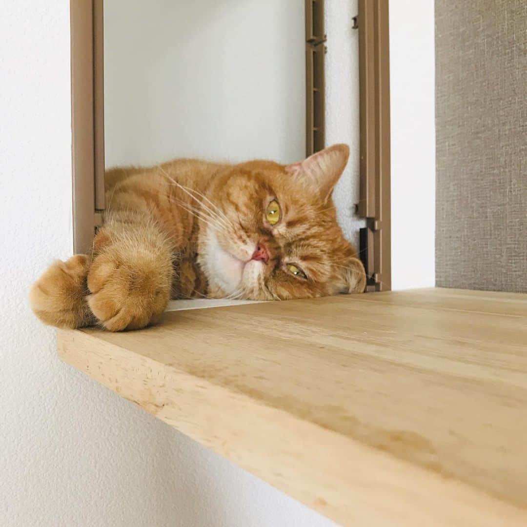 umeのインスタグラム：「#おまめ #🐈」