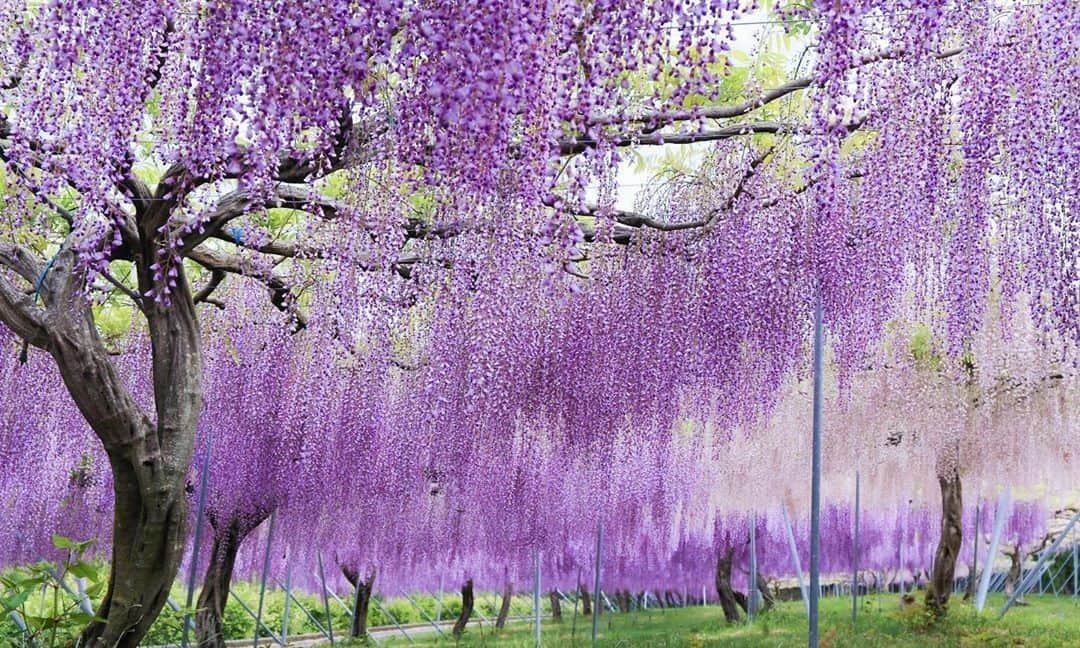 Visit Wakayamaさんのインスタグラム写真 - (Visit WakayamaInstagram)「.⠀ A scene straight out of a storybook. ⠀ Dare we say that these wisteria make us feel wistful this time of year? ⠀ 📸: @chill_20.co」6月5日 19時00分 - visitwakayama