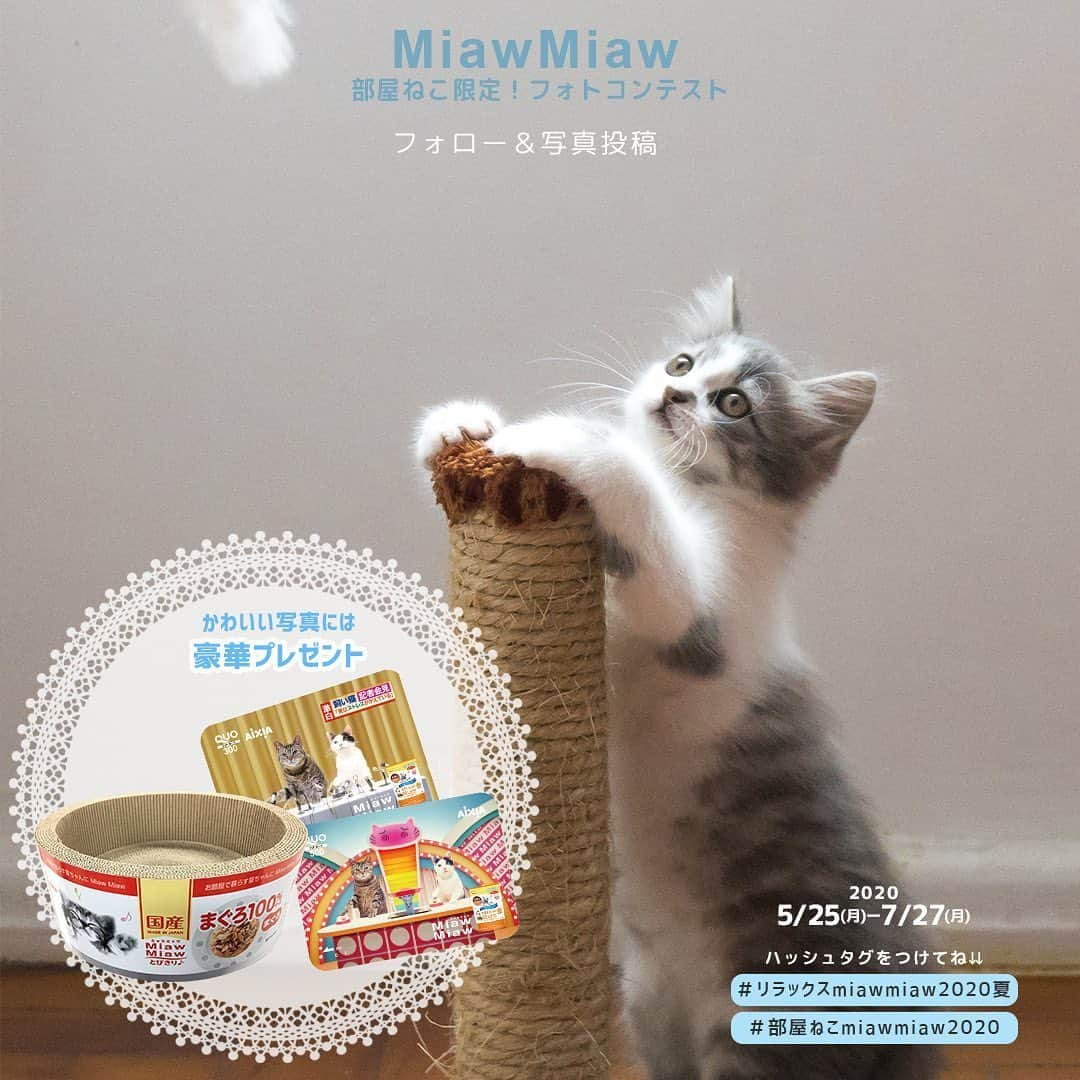 MiawMiawさんのインスタグラム写真 - (MiawMiawInstagram)「＼部屋ねこ限定🐈🏠！フォトコンテスト開催中📷🏆！／⁣ ⁣ MiawMiawはただいまフォトコンテストを開催中♪⁣ 自慢の猫ちゃんを投稿して豪華賞品をGETしよう🎉⁣ ⁣ おうち時間が増えて、みなさんも猫ちゃんと一緒の時間が増えているはず✨⁣ おうちの中でかわいい猫ちゃんの写真を撮ったら、⁣ テーマに合う指定の応募ハッシュタグをつけて投稿してください🐈💓⁣ ⁣ ⁣ ＜参加方法＞⁣ ① @miawmiaw_series (ミャウミャウ公式アカウント)をフォロー⁣ ② 応募テーマに合ったお写真を撮影する（おうちの中での写真なら過去の写真でもOK)⁣ ③ 下記のフォトコン専用ハッシュタグの中から、一つ選んで投稿する（複数応募・複数枚投稿可）⁣ ※キャンペーン期間外(過去投稿)の投稿に応募ハッシュタグを付けた場合はキャンペーンの応募対象外とさせていただきます。ご了承ください。⁣ ⁣ ＜フォトコン専用ハッシュタグ＞⁣ ①～②のいずれかの応募テーマを選択し、指定のハッシュタグを付けて投稿してください♪⁣ ⁣ 【①猫ちゃんのリラックスしているフォト】⁣ #リラックスmiawmiaw2020夏⁣ ※「2020夏」を付けていただかないと今回の応募の対象になりませんのでご注意ください。⁣ ⁣ 【②お部屋の中にいる猫ちゃんのフォト】⁣ #部屋ねこmiawmiaw2020⁣ ⁣ フォトコンテスト期間中、指定のハッシュタグでご参加いただいている方を、当アカウントでご紹介させていただくこともございます😻📷♪⁣ ⁣ ＜募集期間＞⁣ 2020年5月25日(月)～2020年7月27日(月)23:59まで⁣ ⁣ ＜賞品＞⁣ 🏆大賞　各テーマ1名様　：投稿フォト入りオリジナル猫用爪とぎ＋MiawMiaw商品詰め合わせ⁣ 🏆金賞　各テーマ3名様　：オリジナルQUOカード( 合計800円分)＋MiawMiaw商品詰め合わせ⁣ 🏆銀賞　各テーマ5名様　：MiawMiaw商品詰め合わせ⁣ ⁣ ※賞品の画像はイメージです。変更になる場合がございます。⁣ ⁣ ＜当選者様へのご連絡＞⁣ 当選者発表は8⽉中旬を予定しております。⁣ 当選者の⽅には Instagram上のDMにてご連絡致します。⁣ ⁣ ＜ご注意＞⁣ ＊本キャンペーンにご参加いただくことにより、本募集要項に同意いただいたものとみなします（未成年の方については、親権者に同意いただいたものとみなします）。⁣ ＊選考時に、アカウントフォロー及び指定のハッシュタグ投稿を継続いただいていることが確認できない場合、選考の対象から外れることがあります。フォトコンテスト終了からおおむね1か月程度、参加条件に達する状態を継続いただくことをお勧めします。⁣ ＊アカウントを非公開設定にしている場合は選考対象外となります。⁣ ＊再選考は行いません。⁣ ＊当選者は、配送の都合で日本国内にお住まいの方に限らせていただきます。⁣ ＊企業アカウントからのご応募は選考対象外となります。⁣ ＊賞品の返品・交換はできませんのでご了承くださいませ。⁣ ＊賞品の転売は禁止させていただきます。⁣ ＊通信環境の問題でDMが不着となった場合、又はご当選通知のDMに記載の手続きを履行いただけない場合、ご当選の資格は無効となります。⁣ ＊賞品画像はイメージとなります。⁣ ＊本キャンペーン参加にあたって生じるインターネット接続料や通信料、当選連絡DMに記載の手続を履践するにあたって生じる諸費用は、ご本人様の負担となります。⁣ ＊本キャンペーンで投稿いただいた写真や動画は、当社公式Instagramアカウントにてご紹介させていただく場合がございます。なお、このご紹介は選考結果とは関係がありません。⁣ ⁣ たくさんのご応募お待ちしております😻！⁣ ⁣ #miawmiaw #ミャウミャウ⁣ #部屋ねこ #おうち時間を楽しむ #フォトコンテスト #コンテスト #プレゼント企画 #プレゼント #プレゼントキャンペーン #キャンペーン開催中 #キャンペーン #ねこのいる生活 #ねこばか #ネコ好き #猫 #ねこ #ネコ #にゃんこ #猫部 #猫のいる暮らし #キャットフード #猫好きさんと繋がりたい #猫好き #にゃんこ部 #にゃんすたぐらむ #ねこすたぐらむ #にゃー #stayhome」6月5日 19時02分 - miawmiaw_series