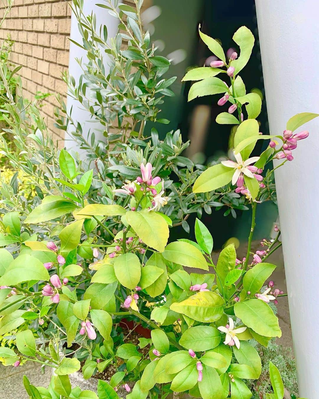 小林真由のインスタグラム：「5月に咲いてたライムの花🍋﻿ 玄関を出ると良い香りでとっっても癒された💭﻿ ﻿ 今月は紫陽花を楽しんでます🥺💐﻿ ﻿ ﻿ #花 #ライム #女の子ママ #ママライフ #マタニティ #マタニティライフ #妊婦 #妊婦コーデ #妊娠8ヶ月 #第二子妊娠中 #花のある暮らし」