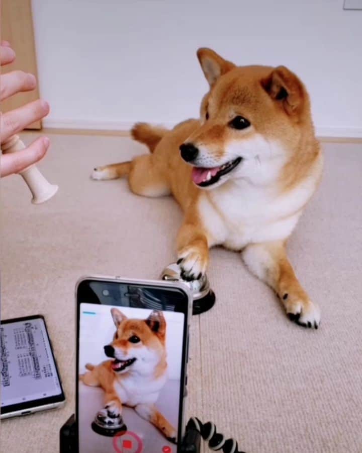 柴犬コマリのインスタグラム