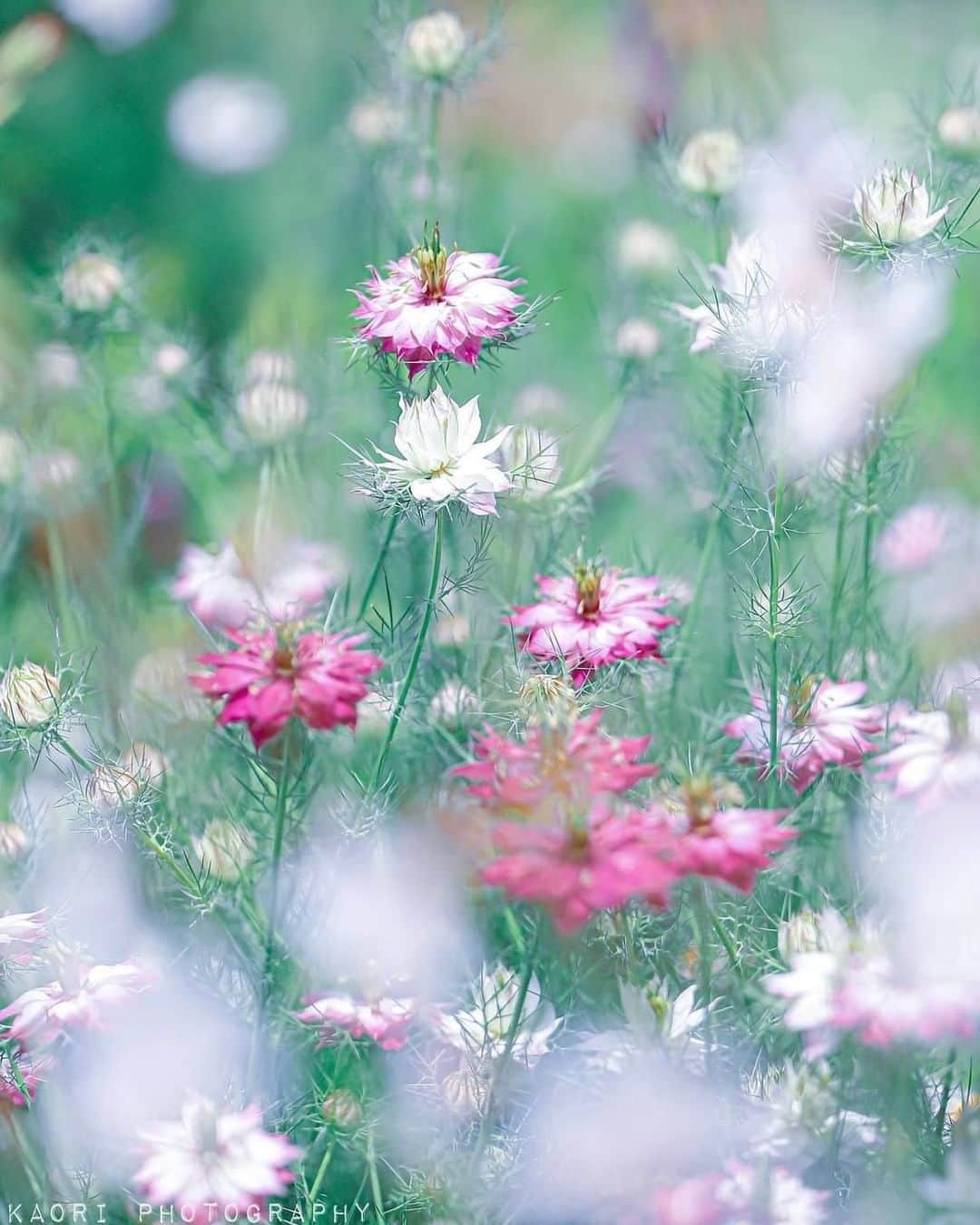 花の写真館のインスタグラム：「Photo by @_ka0ri.⠀ https://instagram.com/_ka0ri/⠀ .⠀ Original Post[投稿いただいたURL]⠀ https://www.instagram.com/p/BySEnTQApPN/⠀ .⠀ 本アカウントは、 #私の花の写真 をつけてInstagramに投稿された皆さまの花の写真や、「花の写真館」Facebookページで投稿された花の写真を紹介します。⠀ 「花の写真館」Facebookページは、「 @floral.photograph 」のプロフィールにあるURLからご覧ください。⠀ .⠀ ※各自、政府、自治体など公的機関の指示に従った行動をお願いします。⠀⠀ 東京カメラ部および分室では、写真を「見る楽しみ」を提供することを通して、微力ながら皆様にわずかな時間でも癒しをお届けしたいと思っております。⠀ ※本アカウントは東京カメラ部がFacebook、Instagramのサービスを利用して運営しているもので、Facebook社・Instagramとは一切関係ありません。⠀ .⠀ #花の写真館 #floralphotograph #floralphoto #flower #flowers⠀ Follow: @floral.photograph」