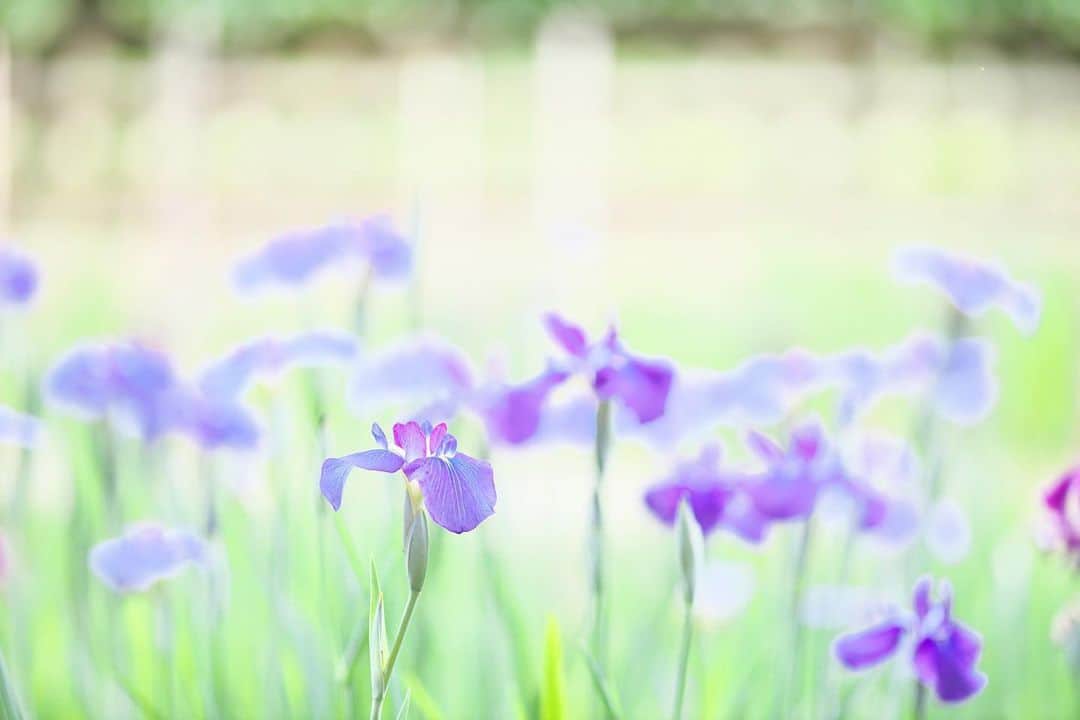 kiccyomuのインスタグラム：「☁️ 2020.06.05 Fri 先日のお写ん歩… ご近所の公園に咲く #花菖蒲 色合いが綺麗でしたよ😊 #心に花を  一週間、お疲れ様でした 週末も元気に🤗 そろそろお花撮りに何処かに行きたいですネ〜 * #一日も早く平穏な日が訪れますように 🙏 * location #千葉 📷撮影 2020年06月」
