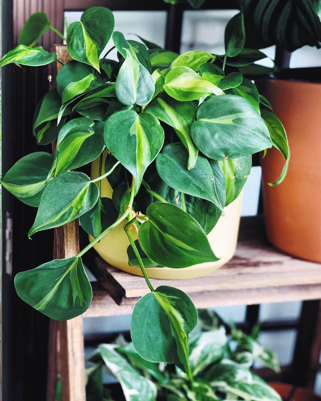 鄭碧瑩のインスタグラム：「It’s #philodendronfriday so I’m gonna wax lyrical about this #philodendronbrasil which is so easy and has no attitude. Don’t we all need some plants like this? . . . .  #plantstagram #plantsofinstagram #houseplants #plantsmakepeoplehappy #botanical #instaplants #plants #foliage #leaf #plantflife #springintoplants #plantlady #plantpotters #crazyplantlady #houseplantclub #helloplantlover #plantshelfie #houseplantsofinstagram #houseofplantlovers #junglecollective #vscoplants #philodendron」