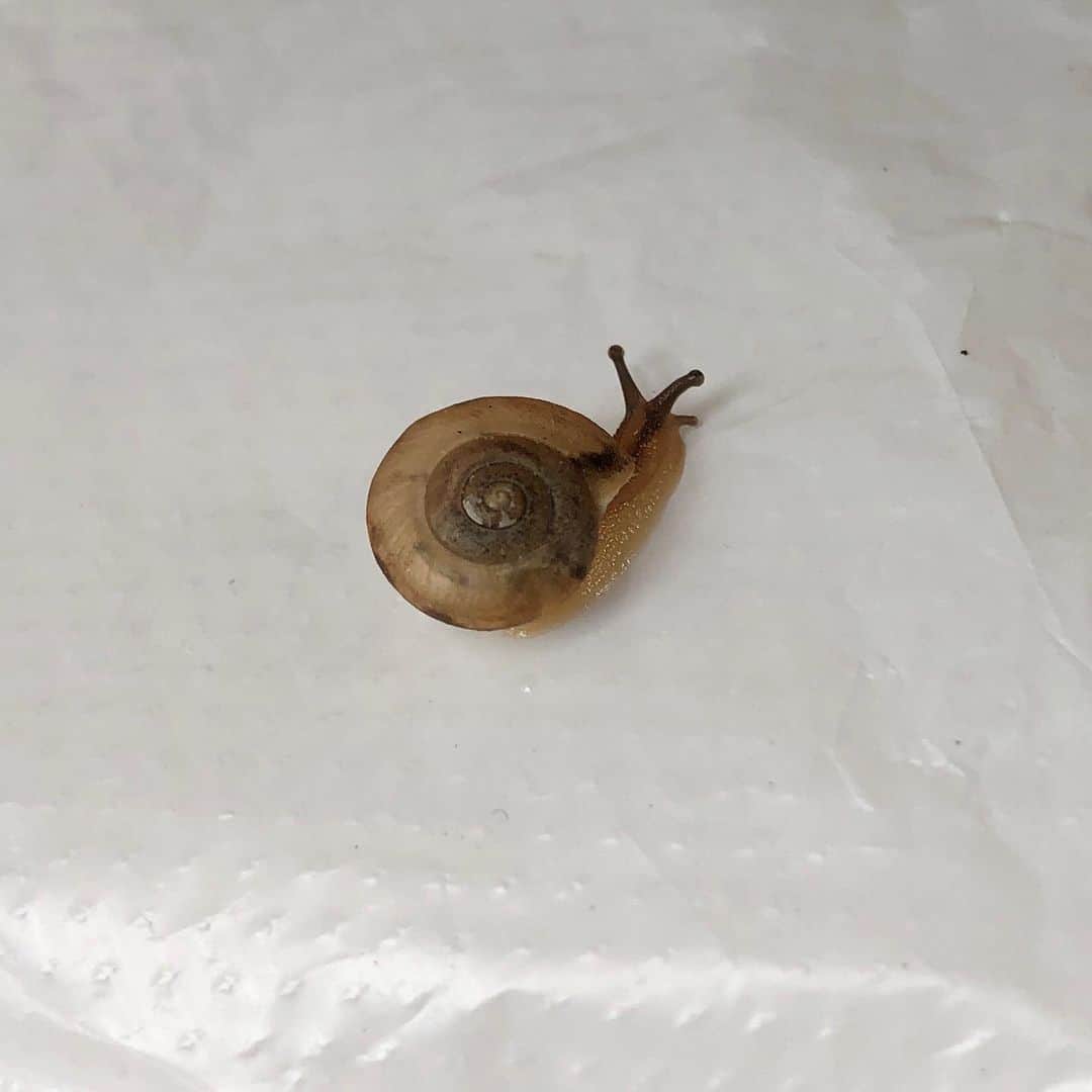 池田有希子さんのインスタグラム写真 - (池田有希子Instagram)「実家から母が育てたラベンダーの鉢植えを貰ったのですが、小さなお友達も連れてきてしまいました。  今晩はレタスのベッドでお休みしていただいて、明日公園にお連れしようかな🐌  #rainyseason #snail #lavender」6月5日 20時34分 - yukikoikeda