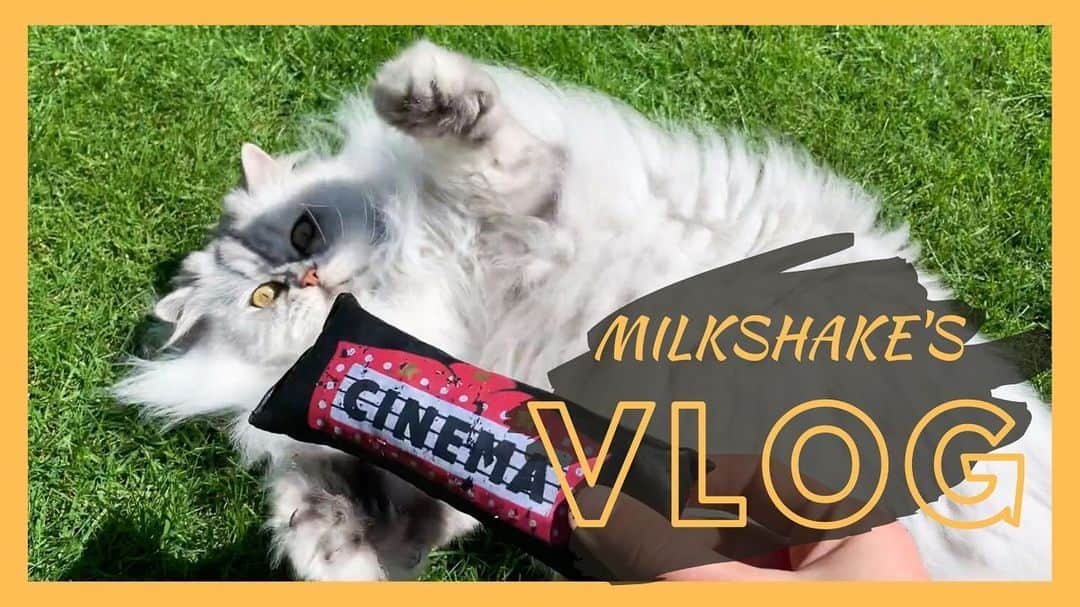 Milkshake the Catのインスタグラム：「Watch Milkshake’s 1st solo vlog! Link in bio 😊💛」