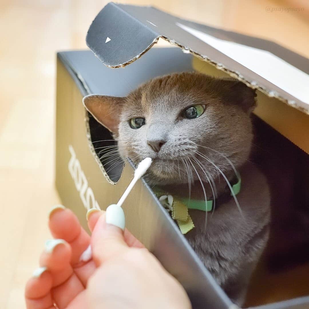 ❤?❤❤❤ Sayo ??❤?❤️❤️❤️のインスタグラム：「★ Sniff Sniff 😺👃🏻★. Why are most cats interested in cotton swab? . クンクン😽👃🏻. 猫って綿棒近づけると必ずクンクンするんですよね、、しかも大体イカ耳🦑何でだろ〜何でだろ〜♫ 皆様素敵な週末を✨✨. . . 😺  #weeklyfluff  #pets_perfection  #pets_of_our_world  #igersjp  #paw_smile_pictures #balousfriends #catstocker #nc_cuties #raw_pets #nekoclub #NECOくらぶ #jaw_dropping_shots #bestphoto_japan #IG_JAPAN #petoftoday  #PETS_iLLife  #catsofinstagram #みんねこ #猫とおうち時間  #ロシアンブルー #ねこ #cat  #いぬすたねこすたグランプリ  リラックス写真　#リラックスmiawmiaw2020夏  #ハートワン動物病院きゅんきゅんフォトコンテスト」