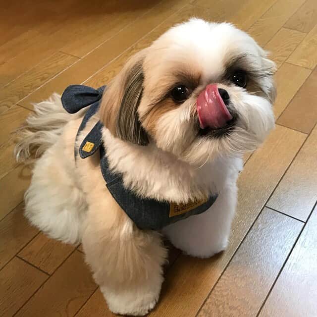 のインスタグラム：「今日の夕散歩はすんごく蒸し暑かったんだけろ😵💦 もずこん印のクールエプロンのお陰であまりハーハーしなかったでつよ〜😆🐶🐾 ・ @mozuku_konbu のお姉さん、いつも本当にありがとうございます🥰 りんくも大喜びなのです🐶❤️ #もずこん本舗」