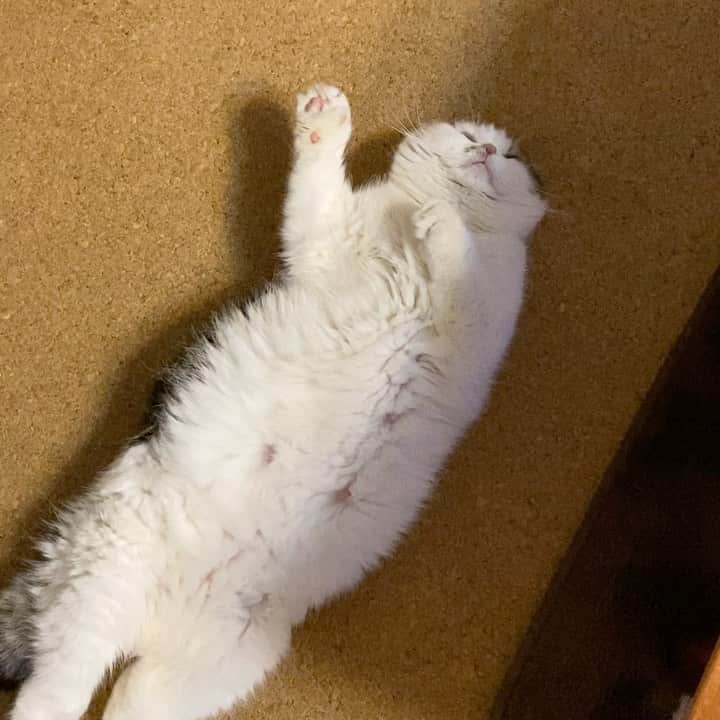 8n21のインスタグラム：「良い子は寝る時間〜 #良い子だから寝てる #よんきびう #cats #ねこ部」