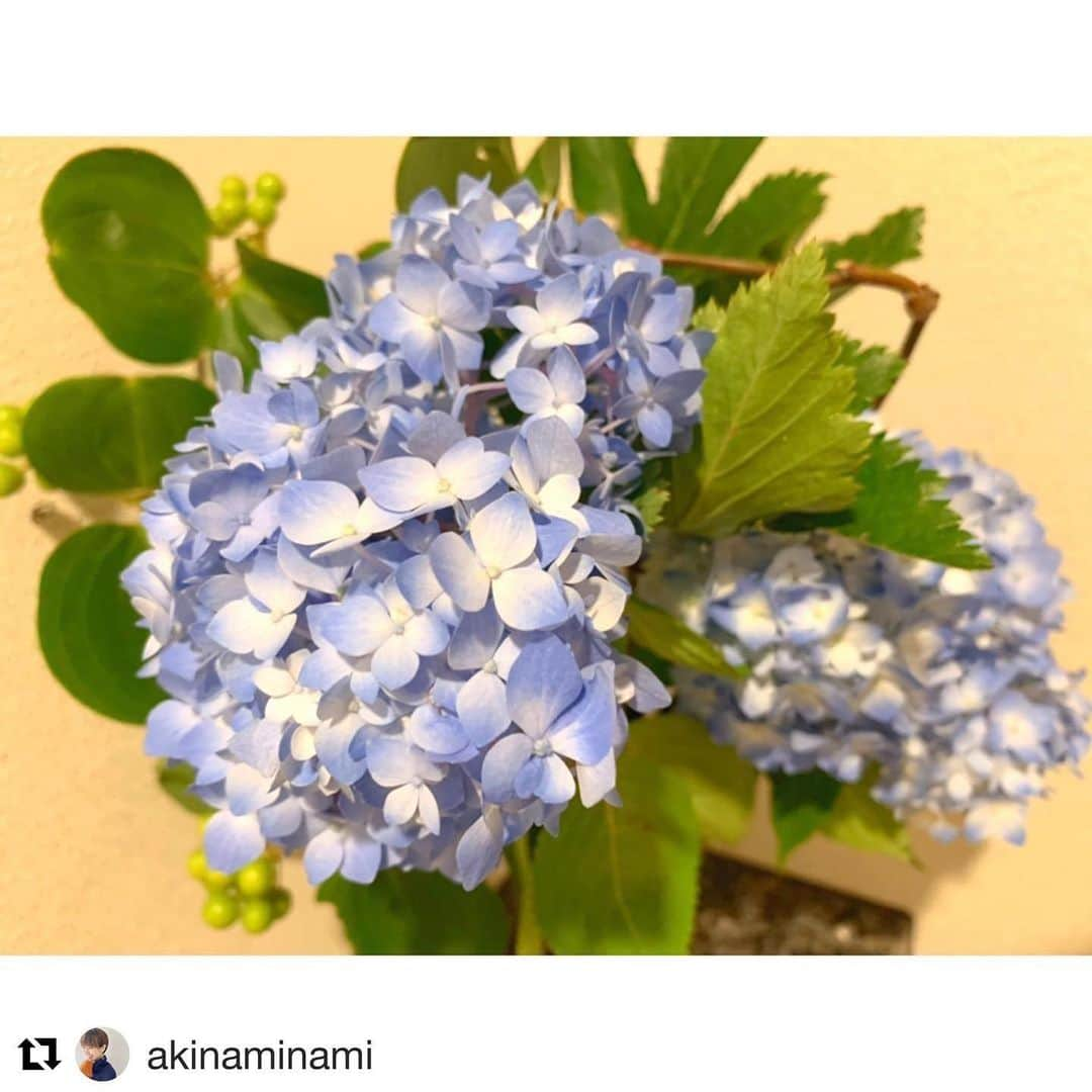 濱口優さんのインスタグラム写真 - (濱口優Instagram)「「お家にアジサイ　咲いてた」」6月5日 21時09分 - hamaguchi_masaru