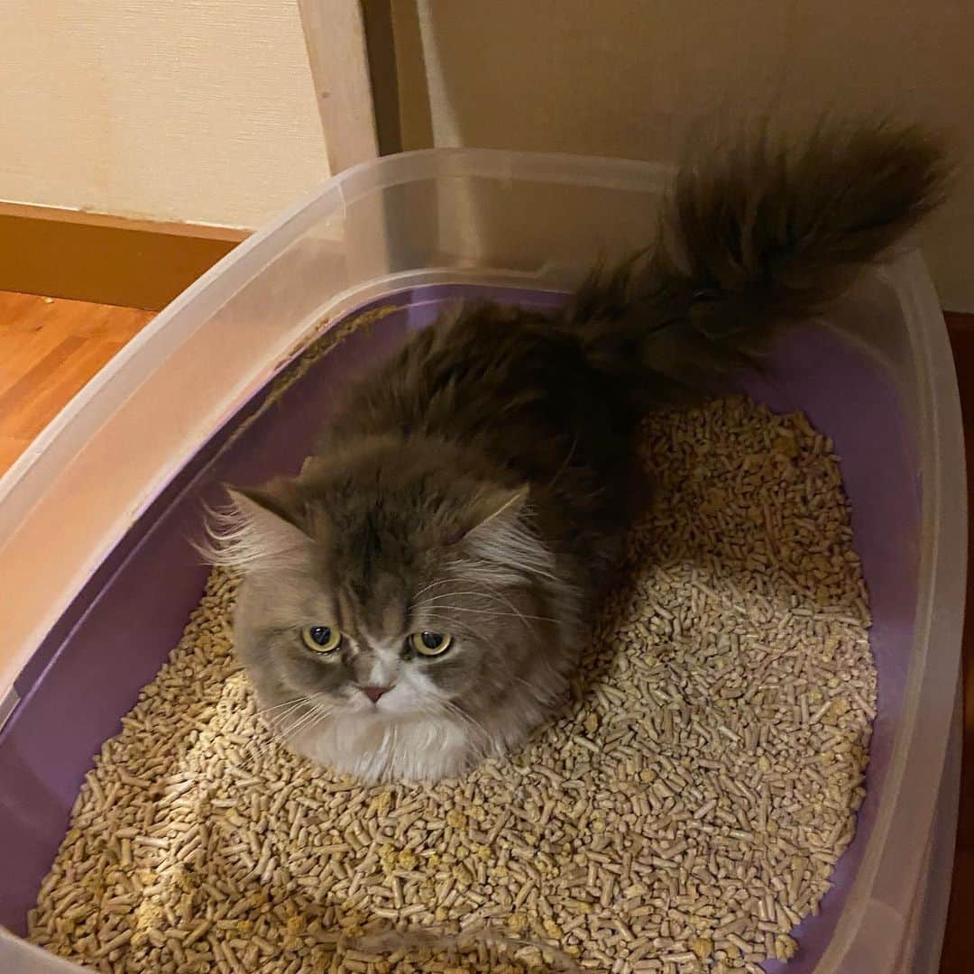 Haruのインスタグラム：「Cat on the beach 🏖 #เหมี๊ยวอยากไปเที่ยวทะเล」