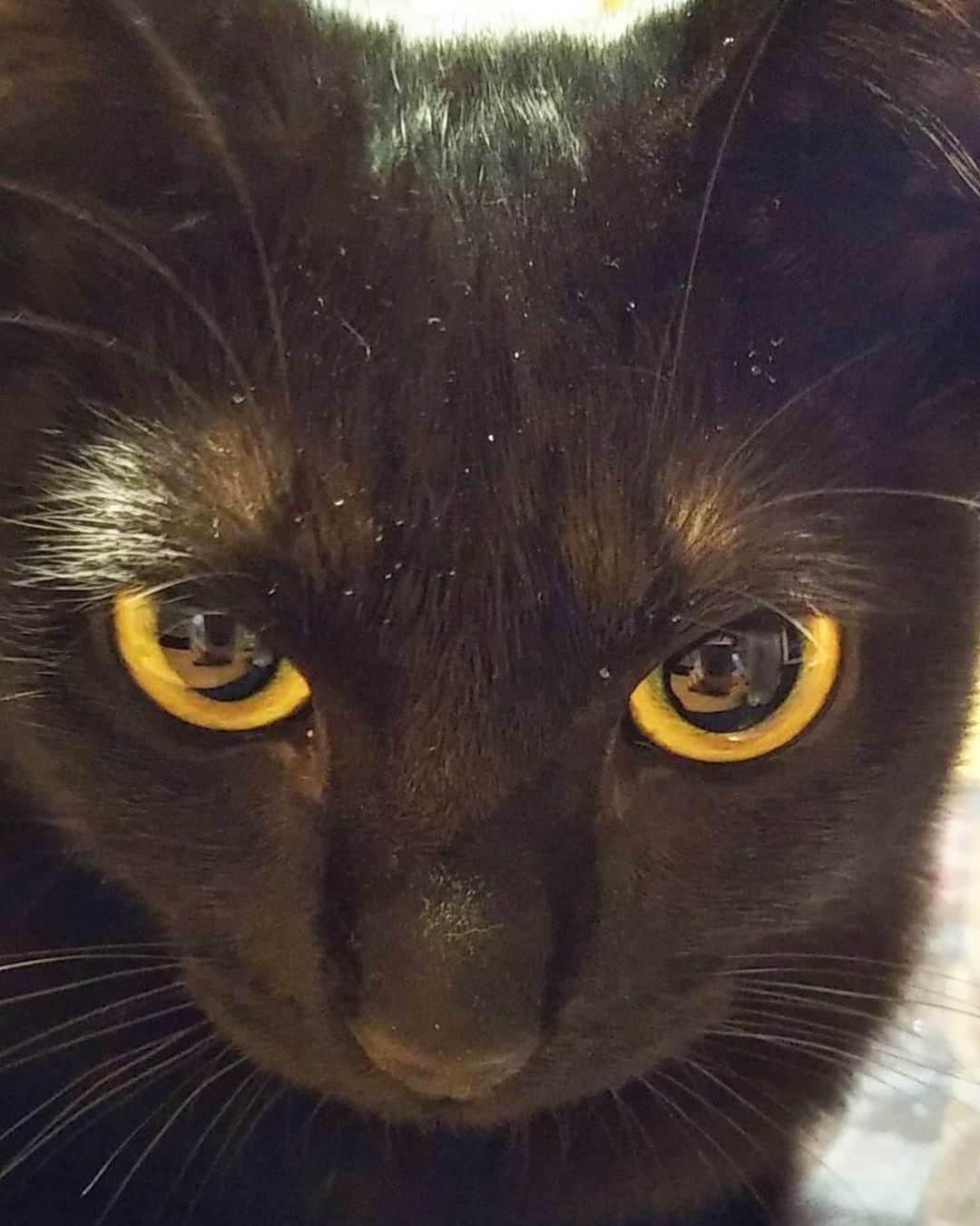 KOUMIさんのインスタグラム写真 - (KOUMIInstagram)「. はやくふわふわしたい . . . #blackcat#cat#cute#goldeyes#friend#黒猫#猫#猫のいる暮らし#ねこすたぐらむ#かわいい#ねこのいる生活#🐱」6月5日 21時19分 - iamkoumikolme