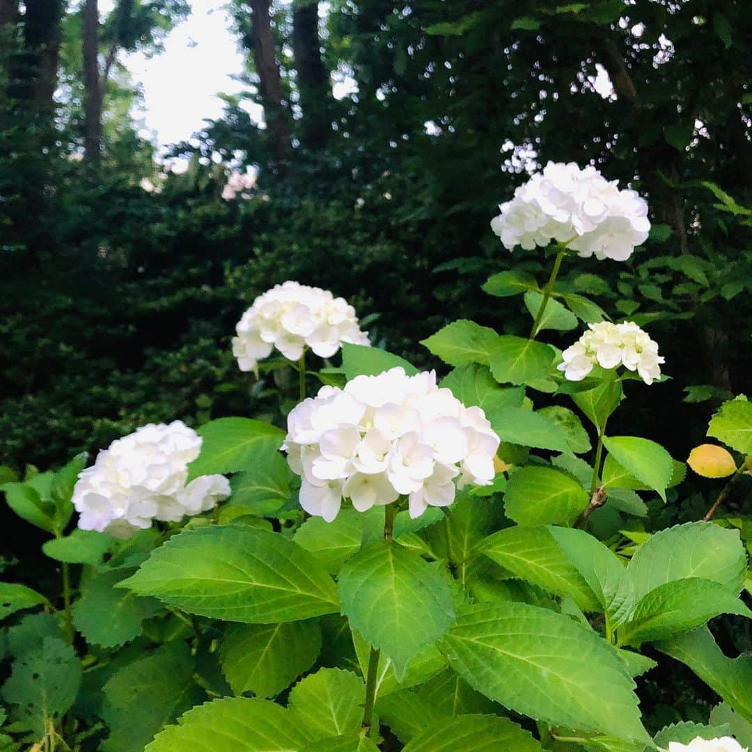 原日出子さんのインスタグラム写真 - (原日出子Instagram)「今日は 夕方からウォーキング🚶‍♂️ パパと おちびちゃんたちも一緒に 夕暮れの緑道を歩きました✨ せせらぎの カルガモ親子に遭遇💖 小鴨ちゃんは 3羽になってました。 最初に会った時は 5羽だったのですが…残念です(T . T) すっかり日が暮れて 沈む太陽と 登ってきた月 両方とご挨拶✨ いつもより短く  5.5キロ 8705歩❣️ ちびちゃんたち 頑張りましたね👍 紫陽花の花も たくさん咲いていました😊  #ウォーキング #体力作り #fitness #夕暮れ時 #太陽と月 #緑道 #カルガモの親子 #毎日を楽しく #幸せのレシピ」6月5日 21時44分 - hara_hideko