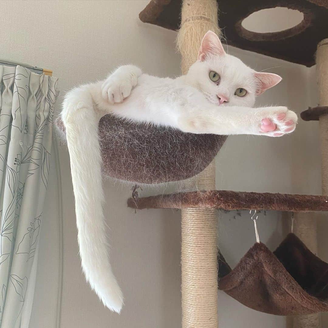 金巻ともこさんのインスタグラム写真 - (金巻ともこInstagram)「クリーチャー味のあるアングルハク。  #hakuchai #cat #猫多頭飼い #whitecat #白猫 #catstagram」6月5日 21時53分 - tomotomoco