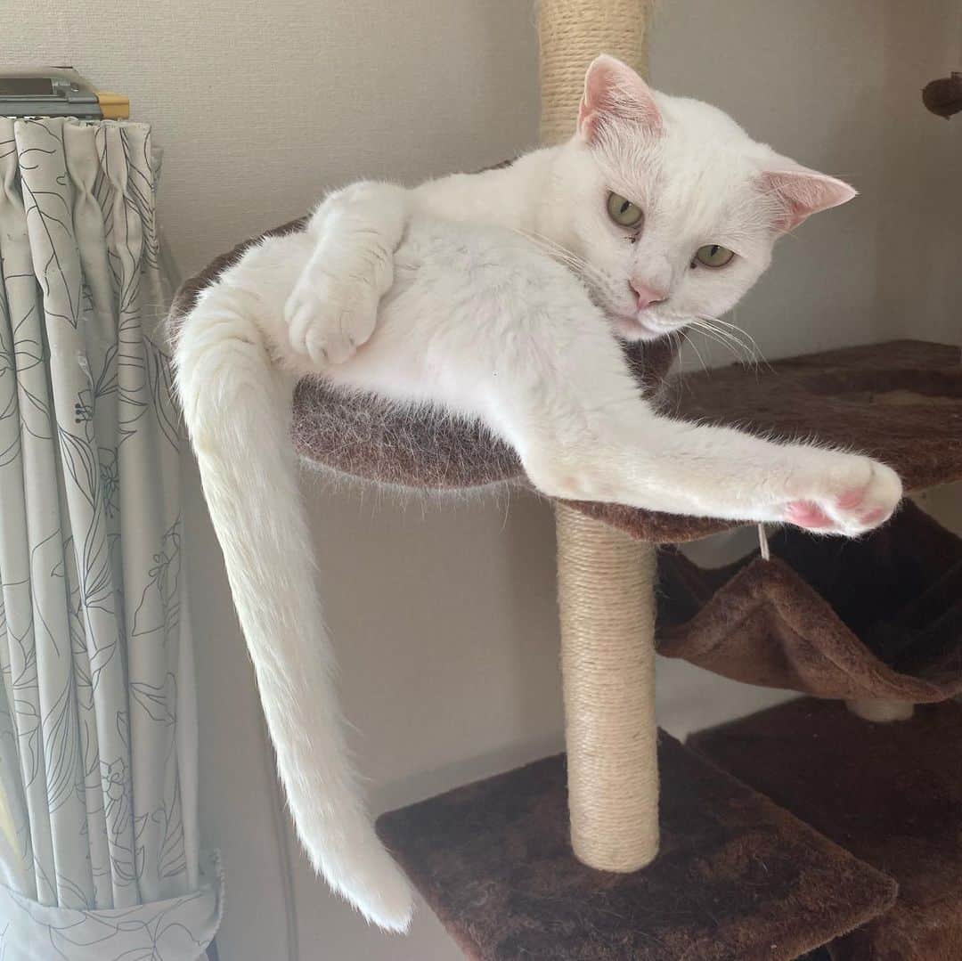 金巻ともこさんのインスタグラム写真 - (金巻ともこInstagram)「クリーチャー味のあるアングルハク。  #hakuchai #cat #猫多頭飼い #whitecat #白猫 #catstagram」6月5日 21時53分 - tomotomoco
