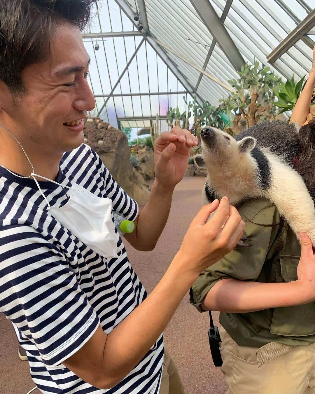 須藤駿介さんのインスタグラム写真 - (須藤駿介Instagram)「. 本日の「まるごと」で 永見アナウンサーと 伊豆シャボテン動物公園から 中継でお伝えしました！ 可愛すぎる動物達にみなさん 癒されましたかー？😎 行きたくなってくれたら嬉しい。。 . ミナミコアリクイのトト君の人懐っこさ。 さらには、ミーアキャット などなどご紹介しましたが、 4枚目の写真をご覧ください。 永見さんが見つめる先に ミーアキャットがいるんですが、、 これは、 母性本能が働いているのでしょうか、、？笑  皆さんも コロナ対策を徹底した上で 伊豆シャボテン動物公園へ お出かけください😎 . #伊豆シャボテン動物公園  #まるごと #生中継 #とにかく暑かった☀️」6月5日 21時57分 - sudo_shunsuke