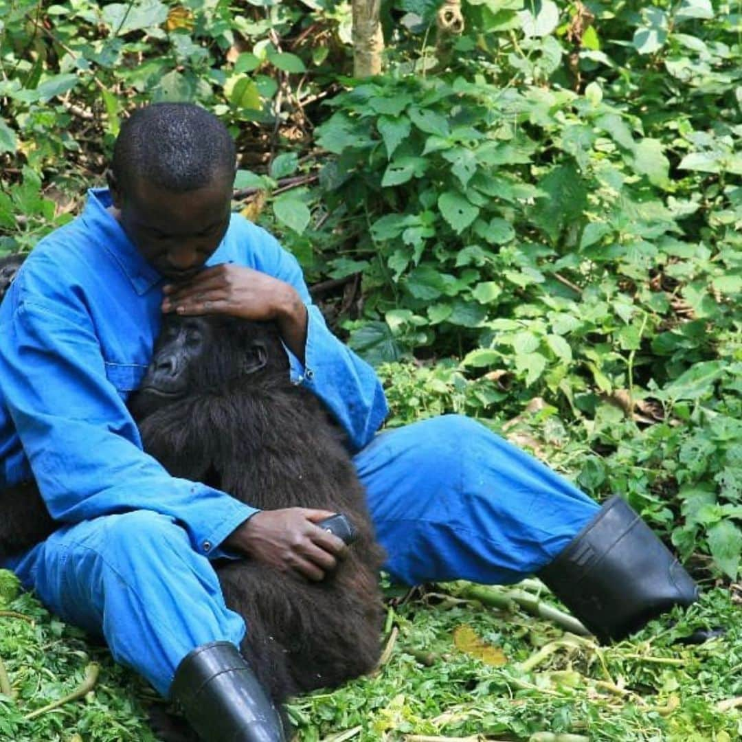 遊海 Yuumiさんのインスタグラム写真 - (遊海 YuumiInstagram)「Happy world environment day 🌍 in honor of  #worldenvironmentday  Here I will challenge myself partnerships with @virunganationalpark 🦍. Virunga National park is one of our world heritage and the rangers protects the endangered animals such as Gorillas in Congo Africa. In this world pandemic the rangers are in multiple threats from Ebola, the corona virus and most recent militia attack on April In resulting the death of 12 rangers. The rangers and their families need our help to build a health center to continue to preserve the endangered mountain gorillas and the animals in Virunga National Park. I will be completing the gorilla heath check challenge traveling 10km a day for 30days. There will be a link at my bio to donate and I will be posting my challenges daily so please share the donation link and complete the challenge with me 😊💪❤️🌍 #virungarangerchallenge #virunganationalpark #savetheworld #virtualchallenge #fitnesschallenge #mountaingorillas」6月5日 22時00分 - yuumi_kato