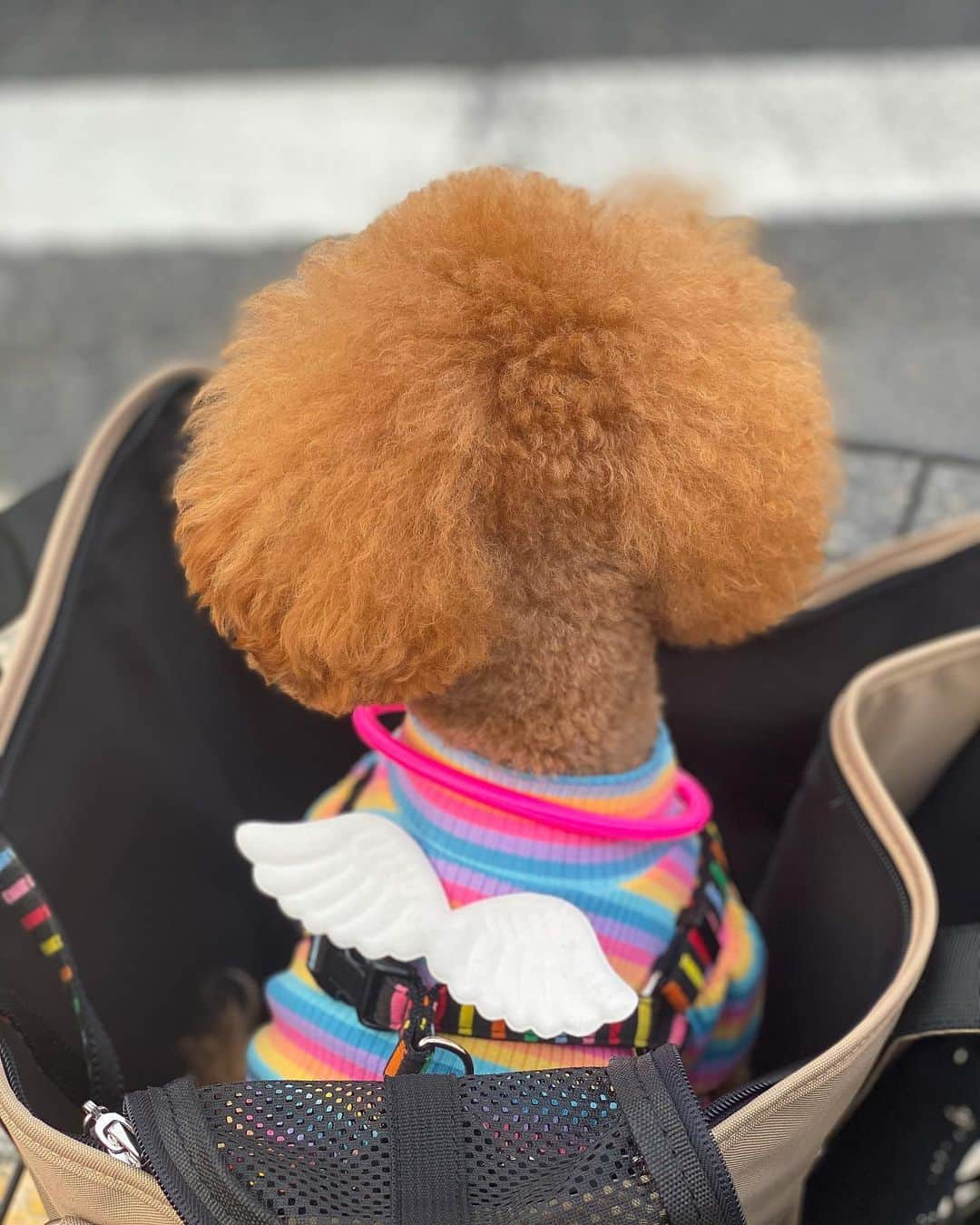 照井和希さんのインスタグラム写真 - (照井和希Instagram)「夕方から動物病院へ🏥🐾 もちゅの鼻炎のお薬貰いに行きました🐶 これで良くなるといいけどまだまだ様子みです…😢 ． ． 帰りはその流れで梅田へ👩‍❤️‍👨 バギーも何も持ってきてなかったからプラプラお散歩しました🥳 ． @corona_dog_lifestyle のウェア💕 お揃いで天使の羽まで生えちゃってもう可愛過ぎる 袖もフリルっぽくてめっちゃ可愛いの🐶 ． ． 梅田の人がいっぱいの所歩くと 2人ともめっちゃハイテンションになってた🤣 やっぱお散歩大事やなぁ〜！！気分転換とパテラ予防👶🏽✌🏾🐾 ． 下半身の筋肉付けるためにも引き続きリハビリ頑張ります🌞 ． ． ． ． #ドッグウェア #トイプードル #保護犬 #トイプードルレッド #トイプードルシルバー #梅田 #いぬすたぐらむ #いぬのいる暮らし #いぬのきもち #いぬバカ部 #トイプー #パテラ #甲状腺機能低下症」6月5日 22時50分 - kazu24ki