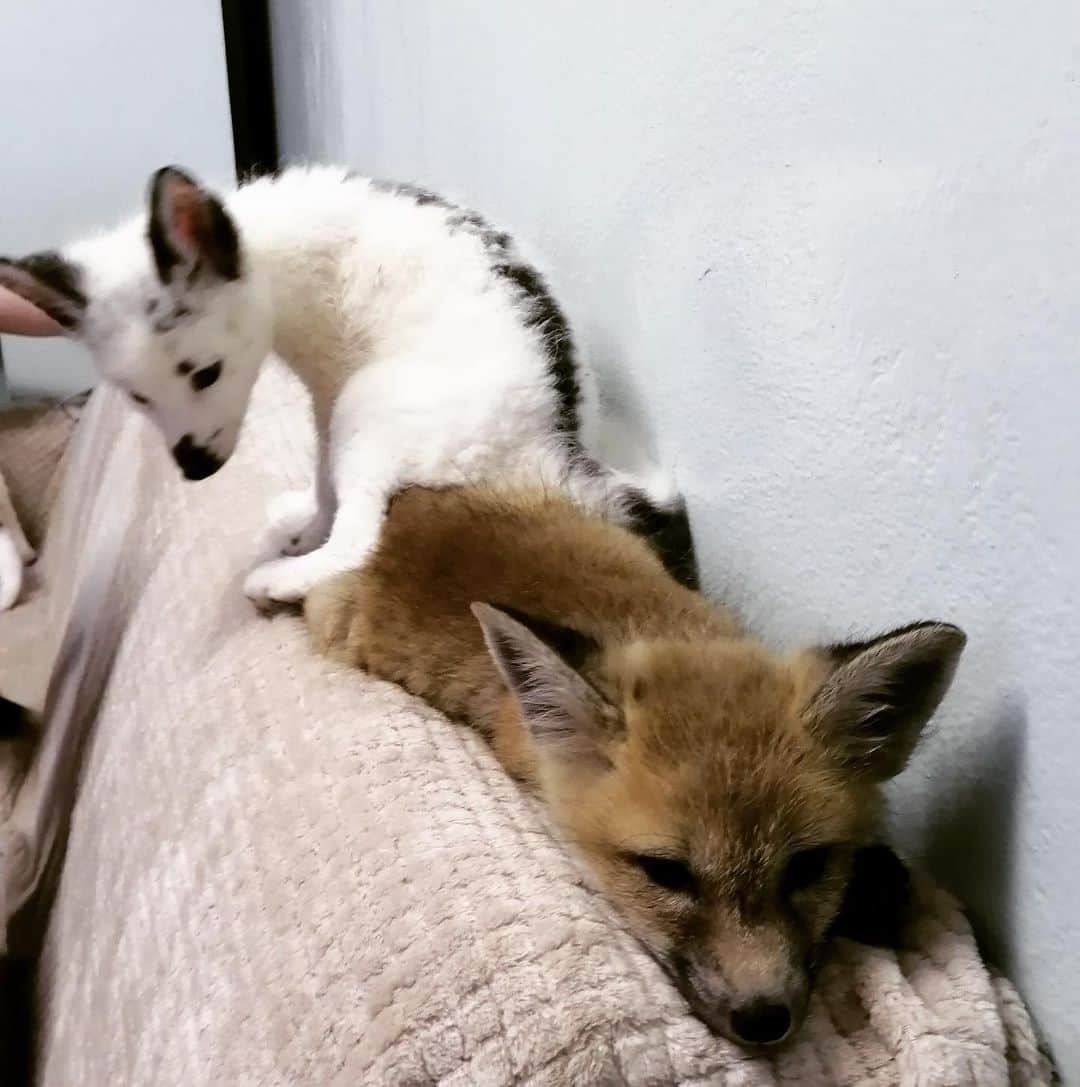 Rylaiさんのインスタグラム写真 - (RylaiInstagram)「Is it okay if I just sit here on you? (#panda&herfriends) . The #JABCECC has so many exciting healing projects underway!!! 🐺🐺🐺🐺🐺🐺🐺🐺🐺🐺🐺🐺🐺 1) you have now met (virtually) our newest Canid Ambassador, Lucan.  He has already met Trainer Melissa and will be meeting his vet soon. . 🦊🦊🦊🦊🦊🦊🦊🦊🦊🦊🦊🦊🦊2) the JABCECC will be announcing our next canid project in the next week. This project will be a foxy focused project. . 👩‍👩‍👦‍👦👩‍👩‍👦👨‍👩‍👧‍👧👨‍👩‍👦‍👦👨‍👨‍👧👩‍👩‍👧‍👦👨‍👨‍👧‍👦👩‍👧‍👦👩‍👧👩‍👦👨‍👨‍👧‍👧👨‍👨‍👦‍👦👨‍👧‍👦3) Our new volunteer @danisharkdodo will be helping develop our school educational programs for on-site and off-site events and camp!!! She will be building off the amazing foundation @carboncardiff contributed! We are excited to have such amazing volunteers that can strengthen our ability to help canids by healing people . 🏕⛺️🏠🌋🏕⛺️🏠🏚🏘🏡🏗🏕⛺️ 4) Enclosure, enclosures, Enclosures and a training room!! We are busy working in new enclosures so we can support more rescues. #Lucan will need a friend and we are hoping to be able to receive #coyote #rescues.... our team of volunteers are busy learning how to fence!! Do you want to learn how to fence 😉 we are also looking to build a multipurpose training, educational program room!! . . . If you want to volunteer, support the center, schedule a private encounter, or sponsor a project.... please reach out via foxes@Siberiancupcakes.com or our website www.jabcecc.org . . #volunteer #russianfoxes #belyaevfoxes #russiandomesticatedfoxes #wolfdog #fox #foxes #panda #fromrussiawithlove #wolfambassador #foxambassador #canidcenter #canidconservation #education #children #school #teachthruinteraction #interactiveeducation #animalencounters #animal #conservation #furfree #animalwelfare」6月5日 22時52分 - jabcecc