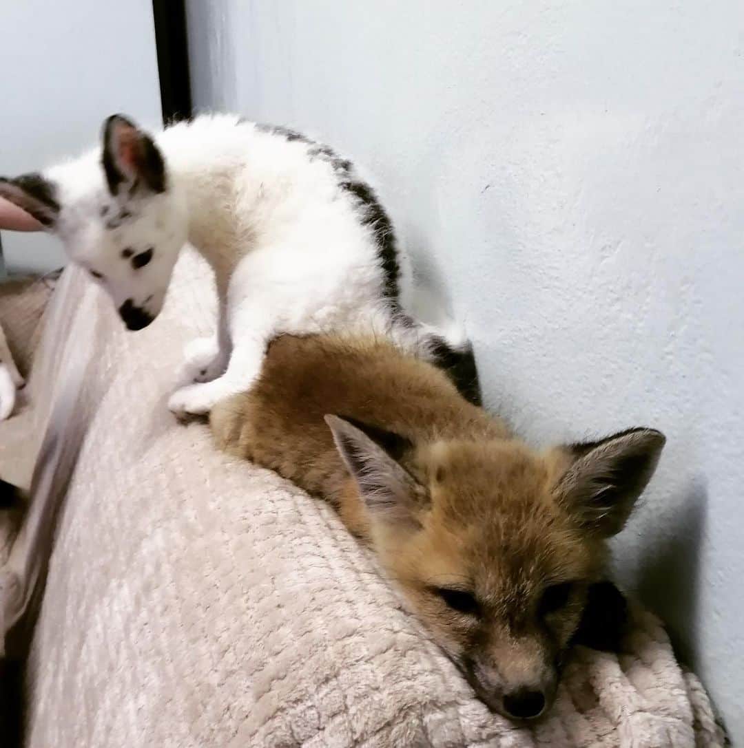 Rylaiのインスタグラム