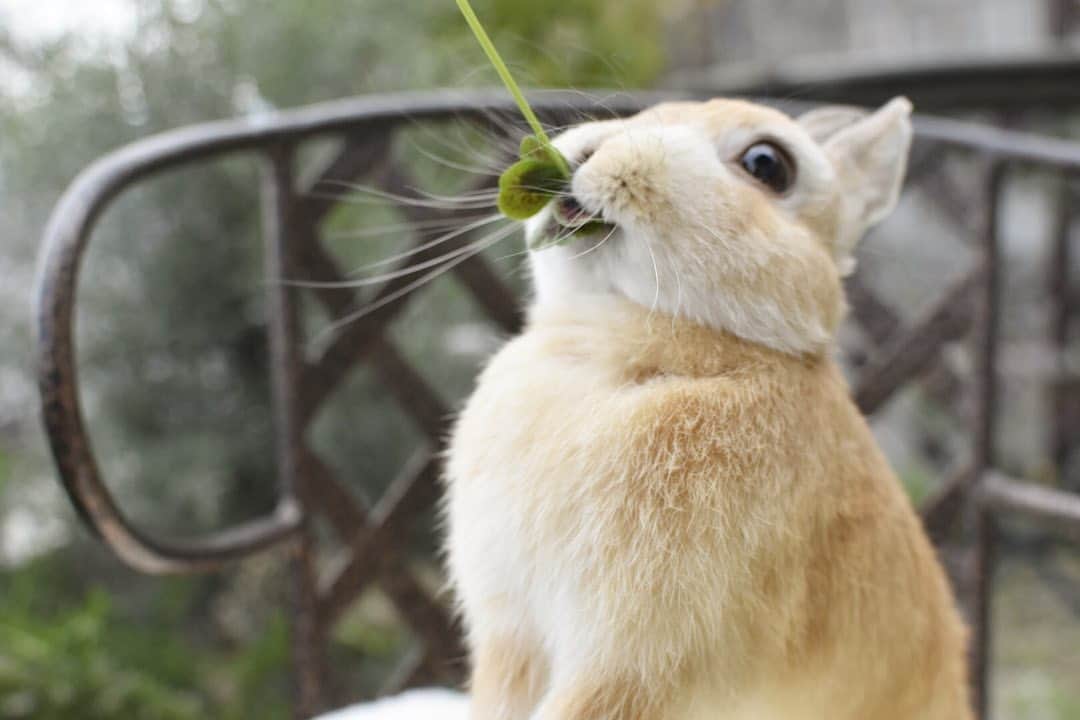 yun.ゆんさんのインスタグラム写真 - (yun.ゆんInstagram)「lemon.🍋 最後は 食べたよ〜❤︎ ってお顔のレモン。😆 . . . 毎日忙しかった今週。💨 急に忙しいから、身体が慣れません。😂 . ♪ ♪ ♪ #幸せに#クローバー  #うさぎ#ウサギ#ネザーランドドワーフ#ZIP写真部#レモン#ふわもこ部#マーチ#にわんぽ #rabbits#rabbitsofinstagram #rabbitstagram #petstagram #march#instapet#cutepetclub #instarabbit #bunnies #bunnylove #lapin #pecotv #WeeklyFluff #lemon #netherlanddwarf #dailyflufffeature#pecotv」6月5日 22時57分 - march.lemon
