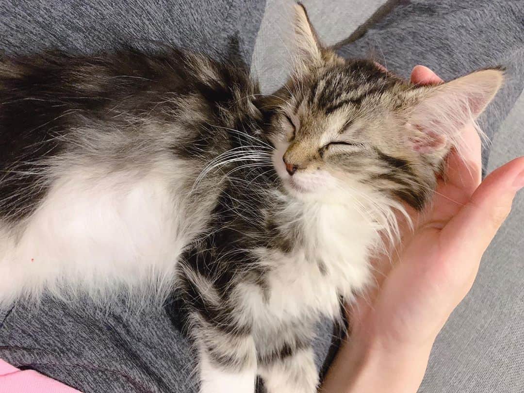 内木志のインスタグラム：「凄い体勢で寝るシリーズ🐱💤🍼 顔がカクカクすると起きちゃうから抑えてあげたら手疲れた🤣 2.3枚目は腕疲れるやつ🤣 よく寝るベイビー🤱🐱 #今日のショパン　#2ヶ月 #ノルウェージャンフォレストキャット  #ノルウェージャン #🇳🇴 #ネコのいる生活 #猫のいる暮らし #ネコスタグラム  #猫 #仔猫　#寝顔　#天使 #凄い体勢で寝るシリーズ」