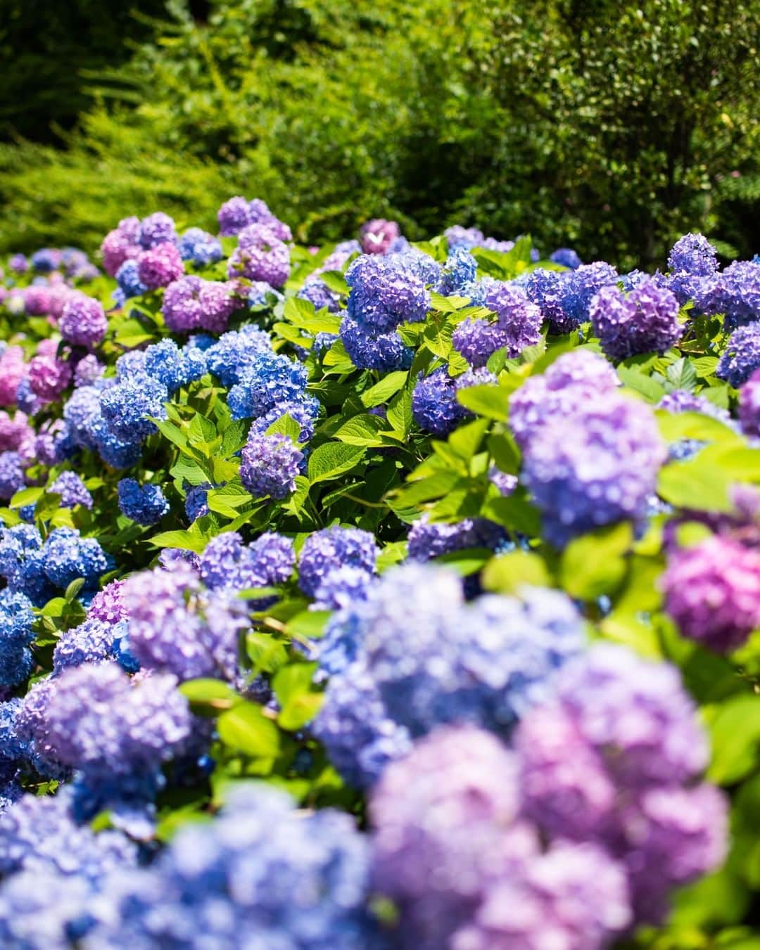 ザ・プリンス パークタワー東京さんのインスタグラム写真 - (ザ・プリンス パークタワー東京Instagram)「そろそろ道端の紫陽花が可愛らしく色づき始めますね。  The hydrangea in Shiba Park is about to start to look stunning!  Share your own images with us by tagging @princeparktowertokyo ————————————————————— #princeparktower #princehotels #tokyo #japan #beautifulhotels #tokyohotel #shibakoen #akabanebashi #azabujuban #tokyotower #ThePreferredLife #flowers #プリンスパークタワー東京」6月5日 23時11分 - princeparktowertokyo