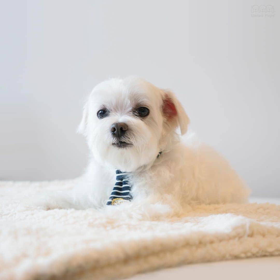 のインスタグラム：「Due to my ear infections, mom cuts my ears short 😑! Do I look younger or older? ・・・ #newhaircut#newhairstyle#freshhaircut#maltesegrooming#doghaircut#dogcut#doggroomersofinstagram#groomersofinstagram#howdoilook#stillcute#givemeattention#thelook#poised#freshlook#freshcut#freshhaircut#newhairdo#newdo#summerhaircut#newhairnewme#newhairdontcare#teddybearcut#puppycut#puppycute#bichon#maltese#pomeranian#toypoodle#shihtzu#schnauzer」