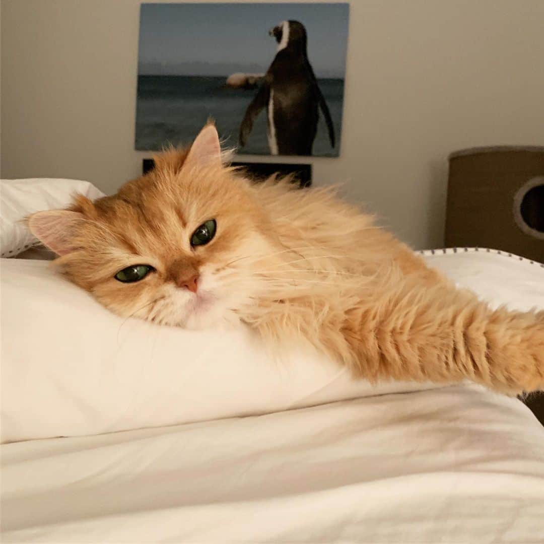 Smoothieのインスタグラム：「She’s already in her weekend mode.」