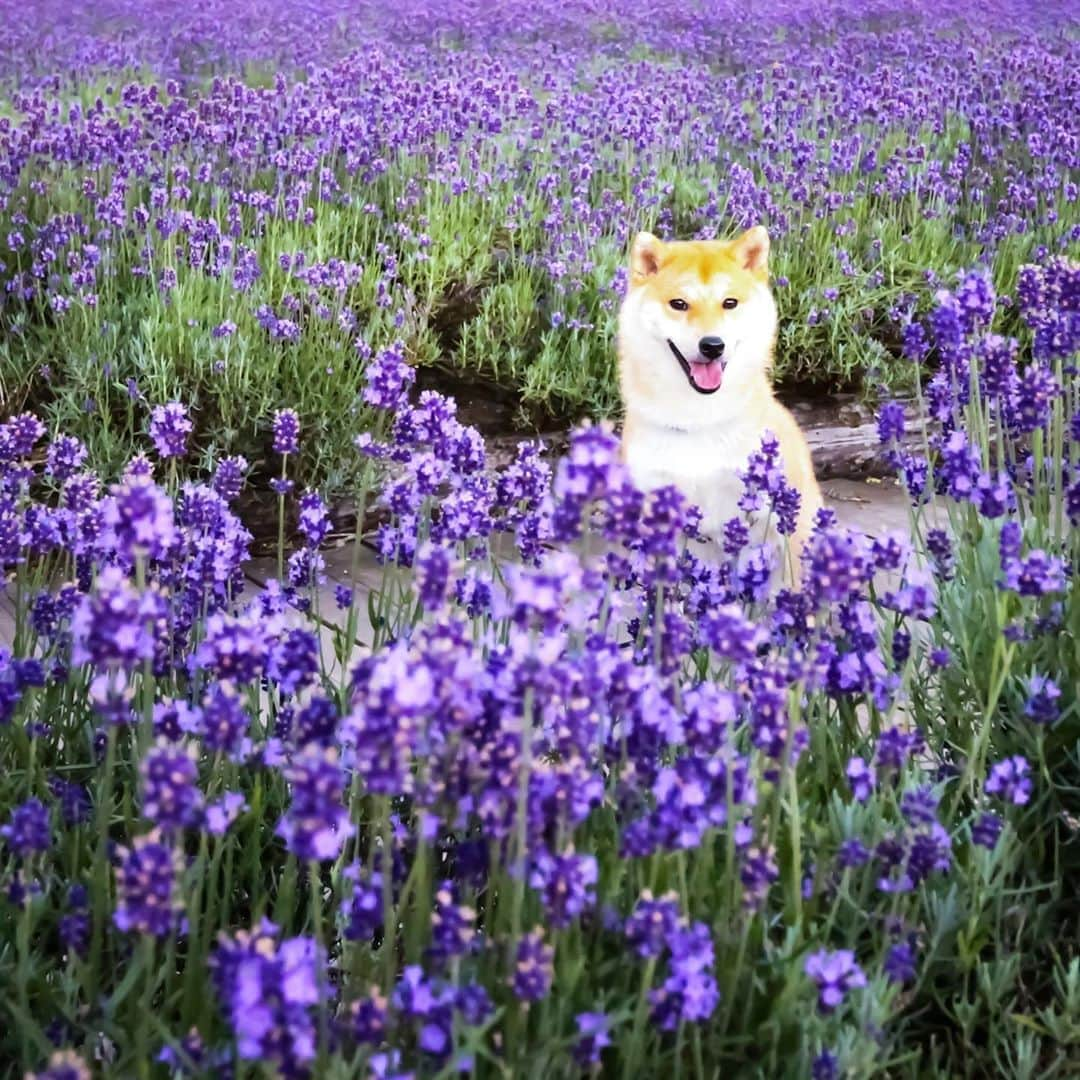 だいふくのインスタグラム：「すでに避暑地に逃亡したいだいふくです。こんばんは。🐶🌿 lavender field🌿🌿🌿 #ラベンダー #lavender #避暑地」