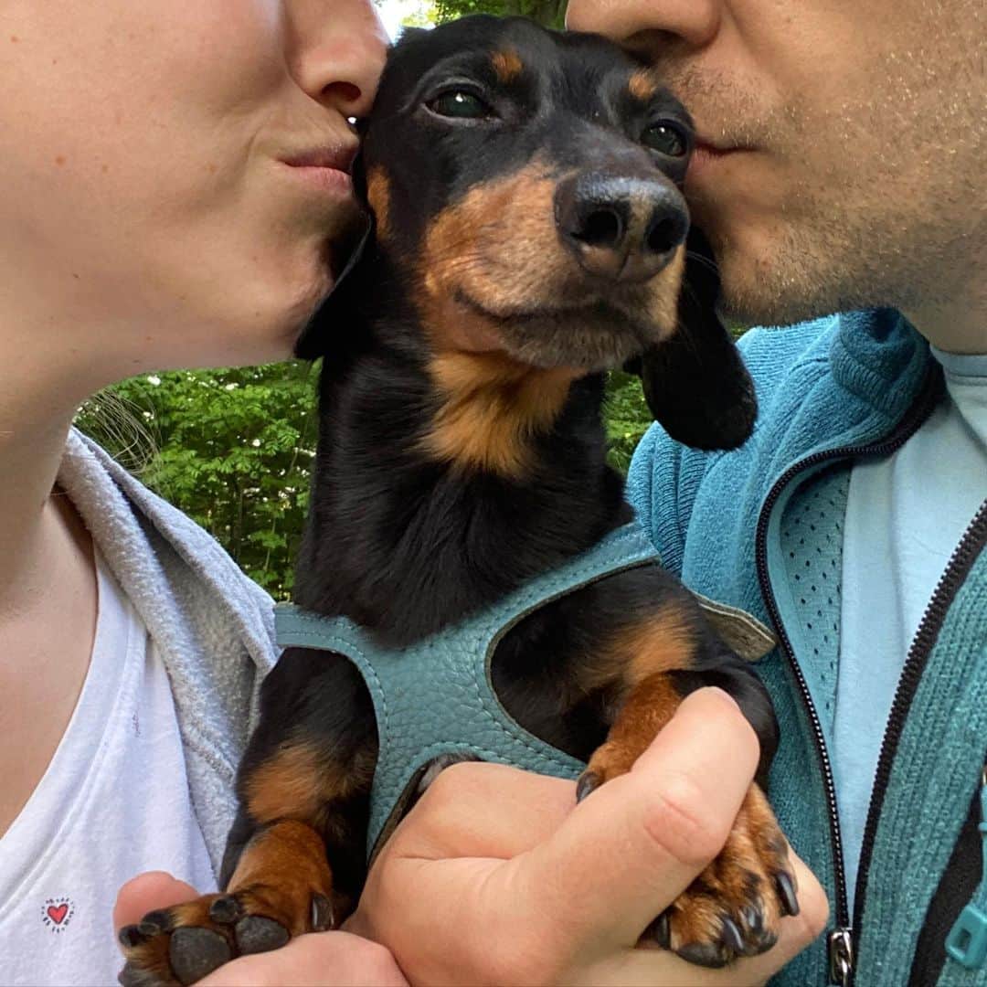 Crusoe the Celebrity Dachshundのインスタグラム：「Hello fans and friends. This is Ryan here, Crusoe’s dad. It pains me to say, but Crusoe is going into surgery to have his gallbladder removed.. We will explain it all more later, but please keep Crusoe in your thoughts today and send him your positive vibes. He means everything to us.」