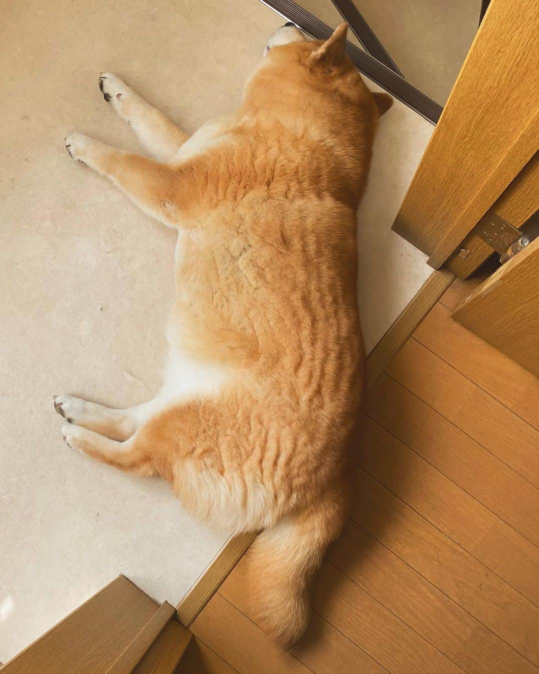 まる（まるたろう）さんのインスタグラム写真 - (まる（まるたろう）Instagram)「Good night!✨🐶💤✨今日もあちちだからここで寝よっと #うりぼうサインは換毛期のサイン #スーパーモフモフ #足の裏で触ると気持ち良い #じゃまかわいい」6月6日 0時23分 - marutaro