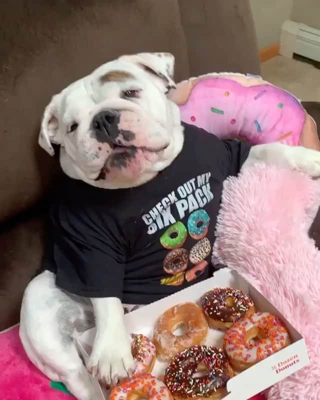 Bodhi & Butters & Bubbahのインスタグラム：「Somewhere between a donut 🍩 and a detox 🧃 #NationalDonutDay . . . . . #happy #holiday #food #life #yummy #cute #bulldog #puppy #dogsofinstagram #bestoftheday #smile #funny #laugh 💗 @eggnogthebulldog」