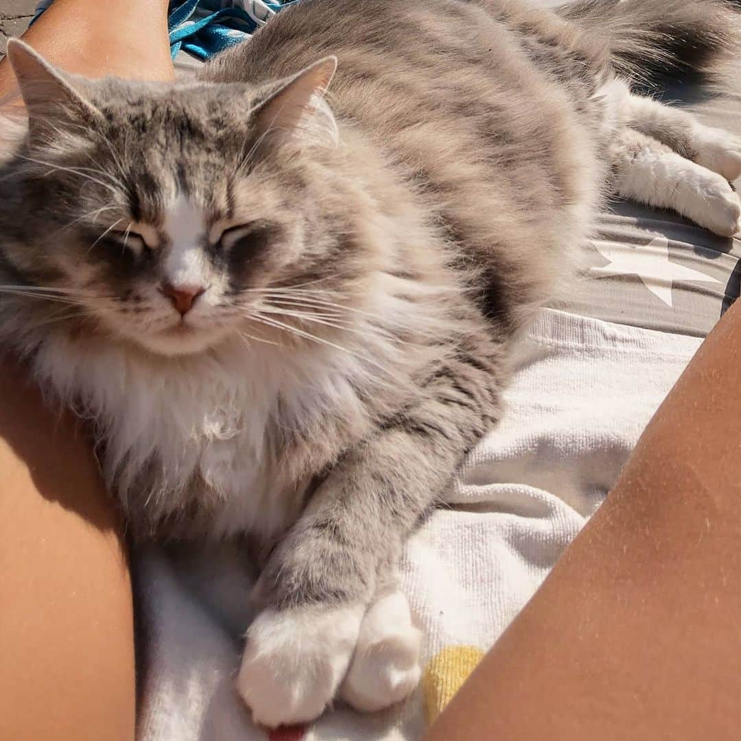 Nila & Miloさんのインスタグラム写真 - (Nila & MiloInstagram)「Soaking up some vitamin D. ☀️😻 #sunnyafternoon #catslife #nostress」6月6日 0時44分 - nilamilo