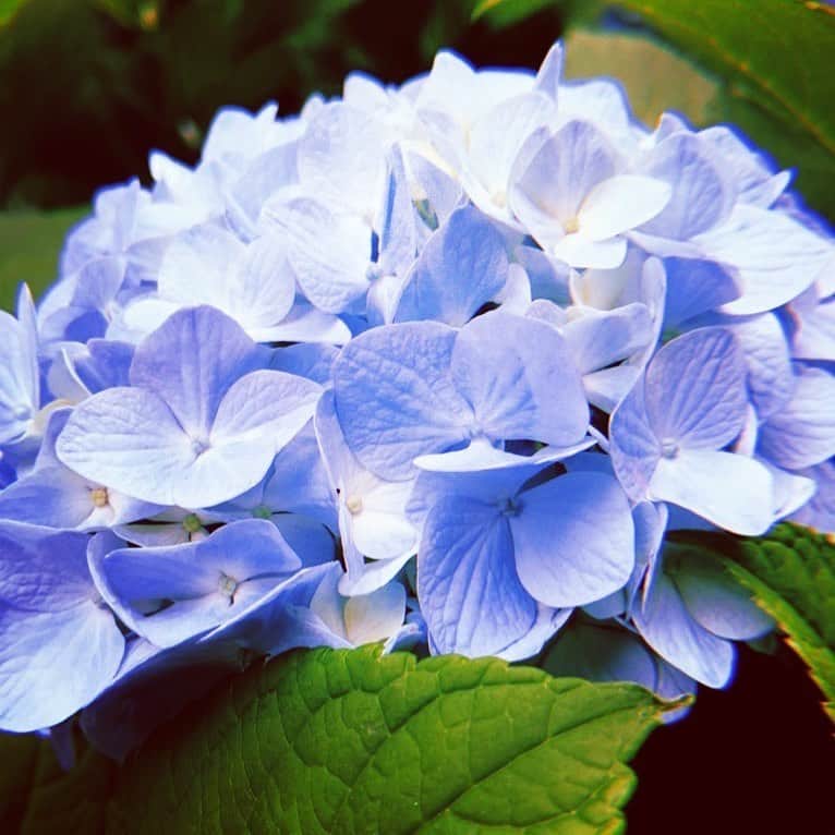川和真奈美のインスタグラム：「6月の花  花言葉『辛抱強い愛情』  #紫陽花  #6月  #花言葉  #街の景色  #写真好きな人と繋がりたい」