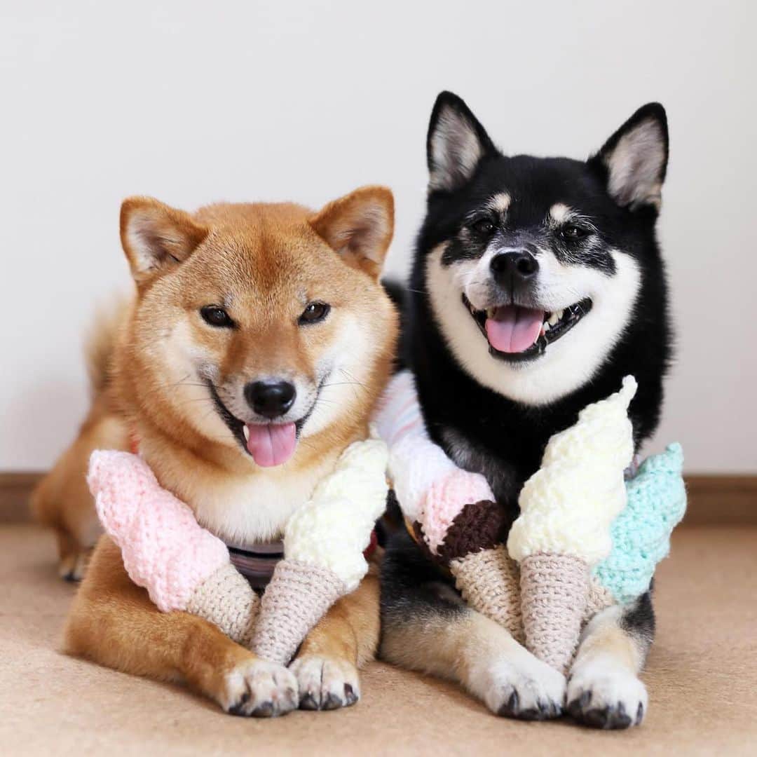 黒柴みくのインスタグラム