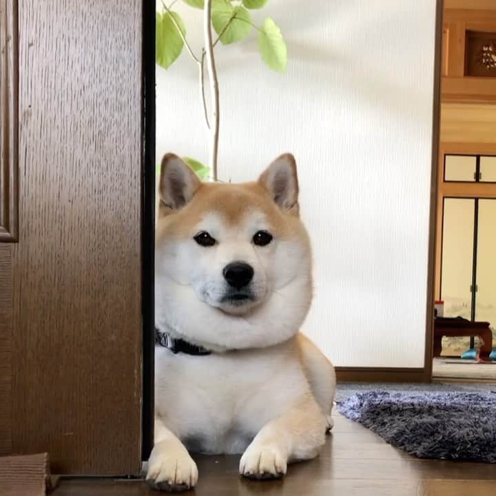 のインスタグラム：「🐾 👧🏻同情するなら金をくれ📣 … おはようございます☀ … 先日 給付金いただきました🙌💕 … 何に遣おうかな？ ✴︎ 美味しいもの食べる？ 豆ちゃまにもお肉？ 終息したら デパート行って🥰 レストラン行って🥰 豆と旅行して🥰 … 妄想膨らみます😍 … その日の夕方 📮地震保険の請求書が… … 135,000円（5年分）😭 そんなことある？ 徳島地震保険めちゃくちゃ高い … 👩🏻‍🦱「同情するなら金をくれ」 ✴︎ ※本文と動画は関係ありません  #請求書を手にワナワナしてる私を心配してる豆ちゃま #独り言聞いてくれてありがとう …………………………………………🖋 #徳島柴ちゃん会#マメスケざえもん#shiba#shibastagram #豆柴#shibainu #dog#日本#9gag @9gag @dog #柴犬がいる暮らし #shiba_snap#🐕📷 #狗  #松井証券　#proudshibas #りんりん部#柴犬#시바견#一只狗#animalland #西巴犬 #サンデイ #anicas #徳島 #いぬすたぐらむ  #柴犬大好き」