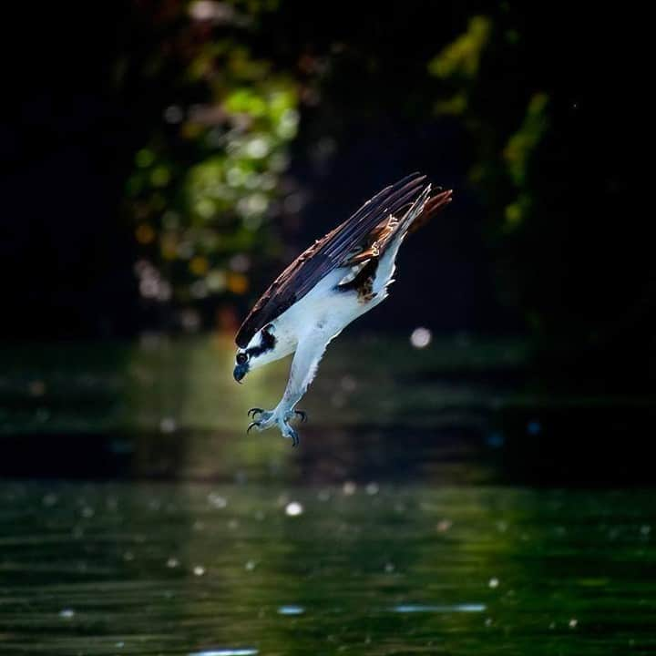 Discoveryさんのインスタグラム写真 - (DiscoveryInstagram)「An Osprey just before hitting the water in pursuit of a fish. #blackbirdersweek  Photo + Caption: Walter Kitundu (@birdturntable)  #osprey #naturephotography #wildlife_perfection #best_birds_of_ig #naturelovers #birdsofinstagram #raptor #bird_brilliance #fishing」6月6日 10時59分 - discovery