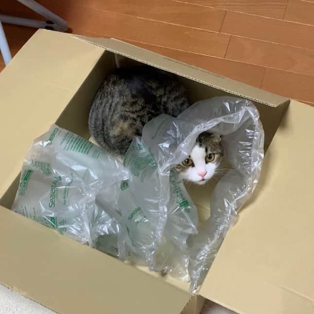 ひのき猫さんのインスタグラム写真 - (ひのき猫Instagram)「梱包されたいのかな？ #オデコ #ねこのいる生活 #cat」6月6日 11時03分 - hinoki.cute.kitten
