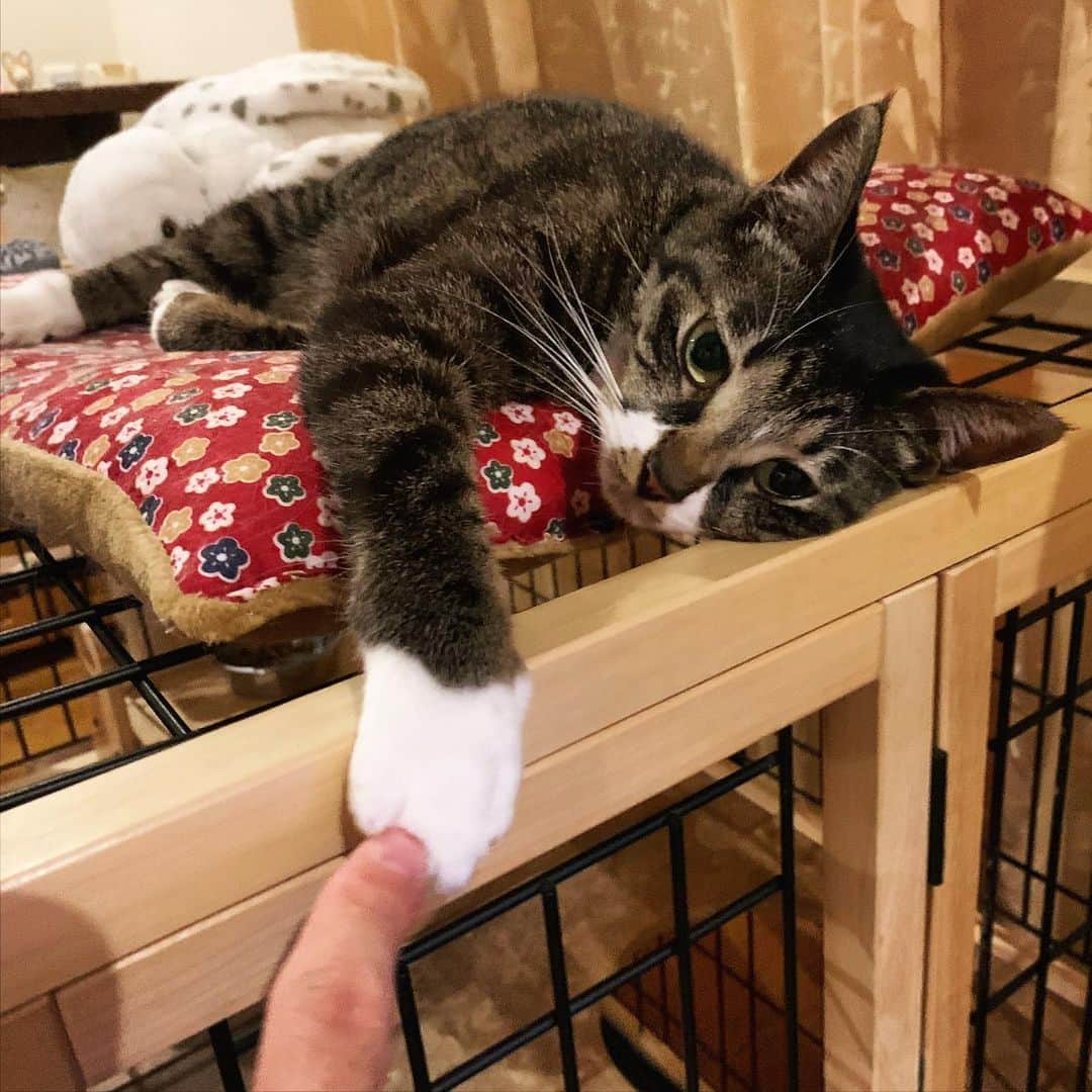 takegaeruのインスタグラム：「ただいま、てんちゃん😊 #猫 #cat #よもねこ #よもぎねこ #キジトラ #きじとら」