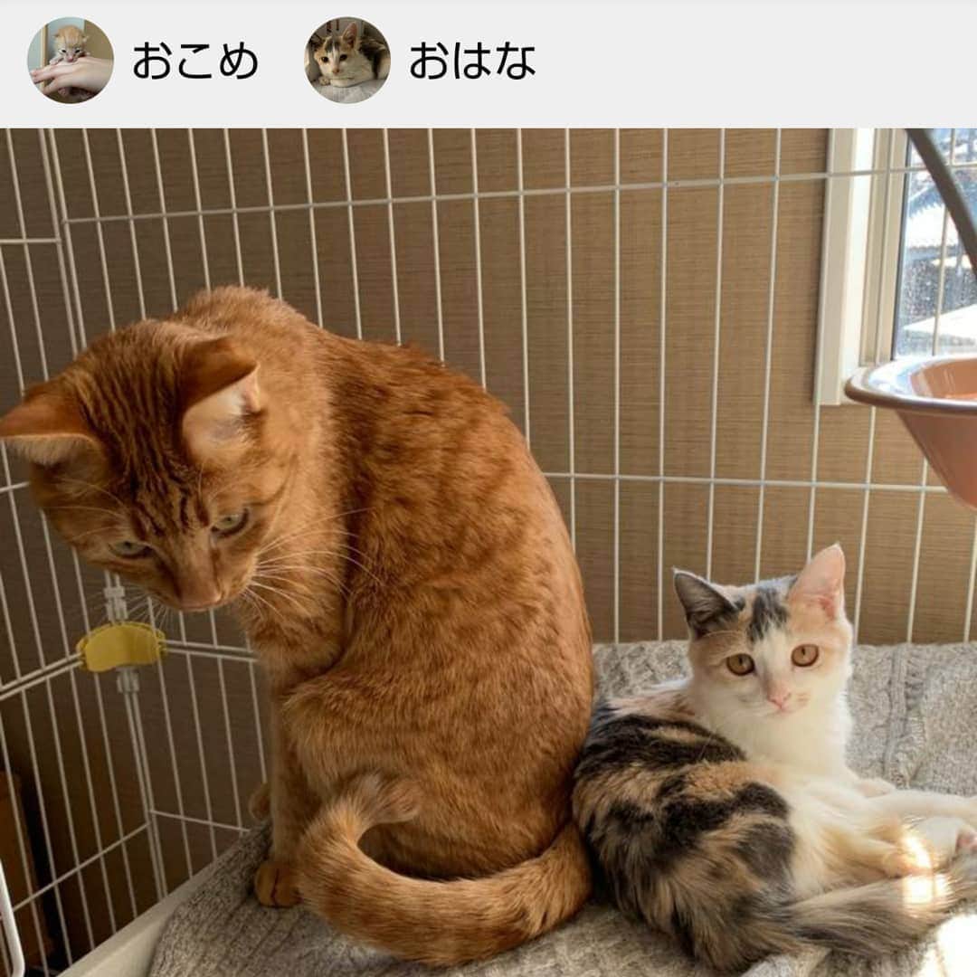 タンゲクンのインスタグラム：「描いた時の投稿画像はこんなに小さかったのに 無事可愛いく成長しました。 ２枚目は届いた作品と共にの画像です。 にて隊の投稿文章は読んでて時々胸を打つものがあります。 道路に倒れてたおはなちゃん 土に埋めて弔って上げようとしてたら気絶してただけだったんだって 良いお家の子になれてほんと良かった🙌 #にて隊 #にて隊ばんぷきん組  #にてた」