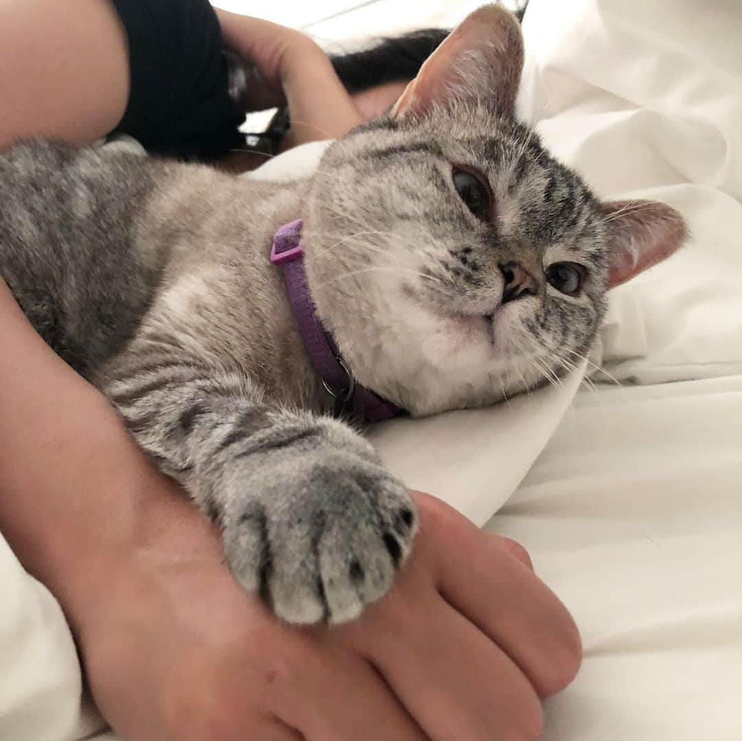 nala_catさんのインスタグラム写真 - (nala_catInstagram)「All you need is love ❤️ 🌎」6月6日 11時32分 - nala_cat